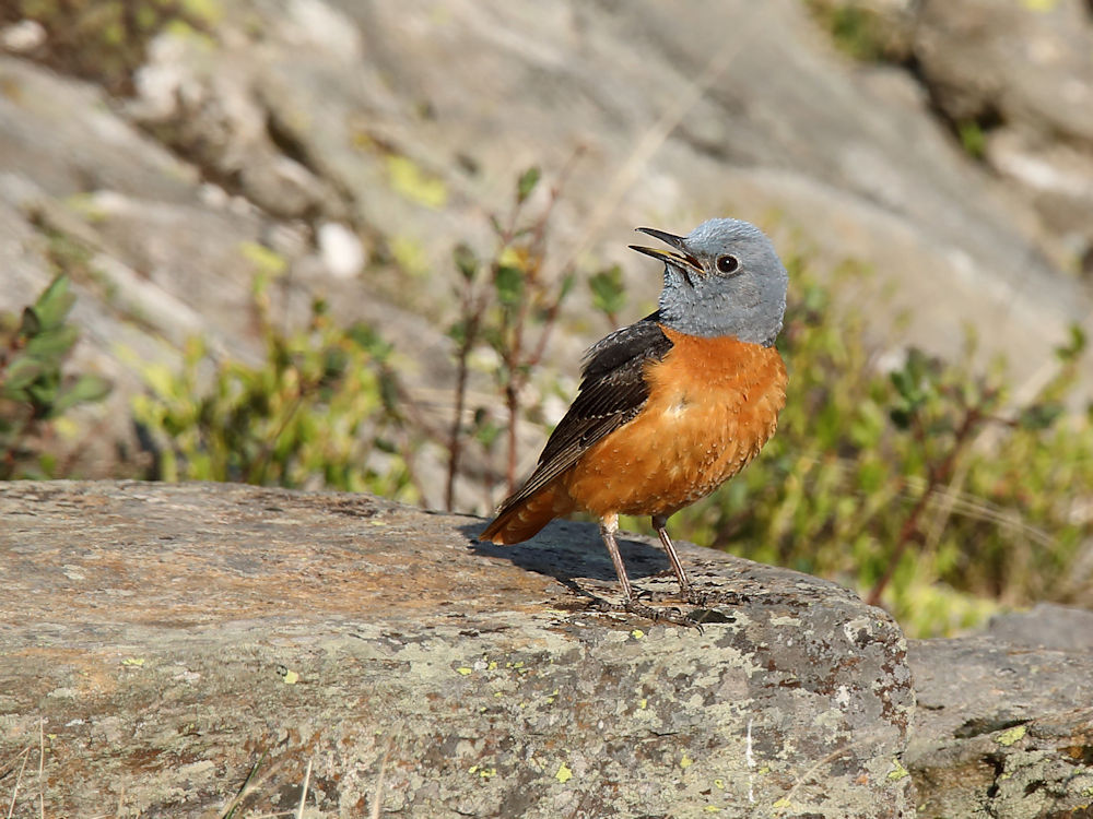 redstart