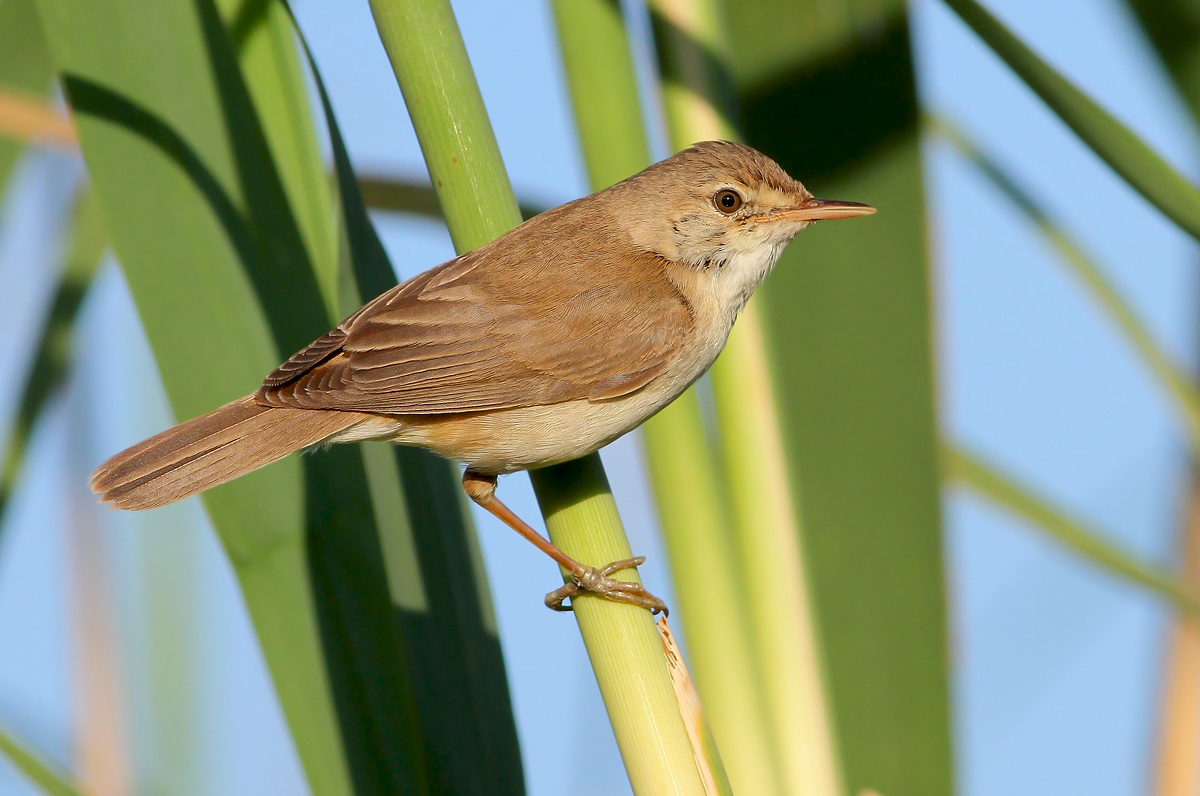 Reed warbler