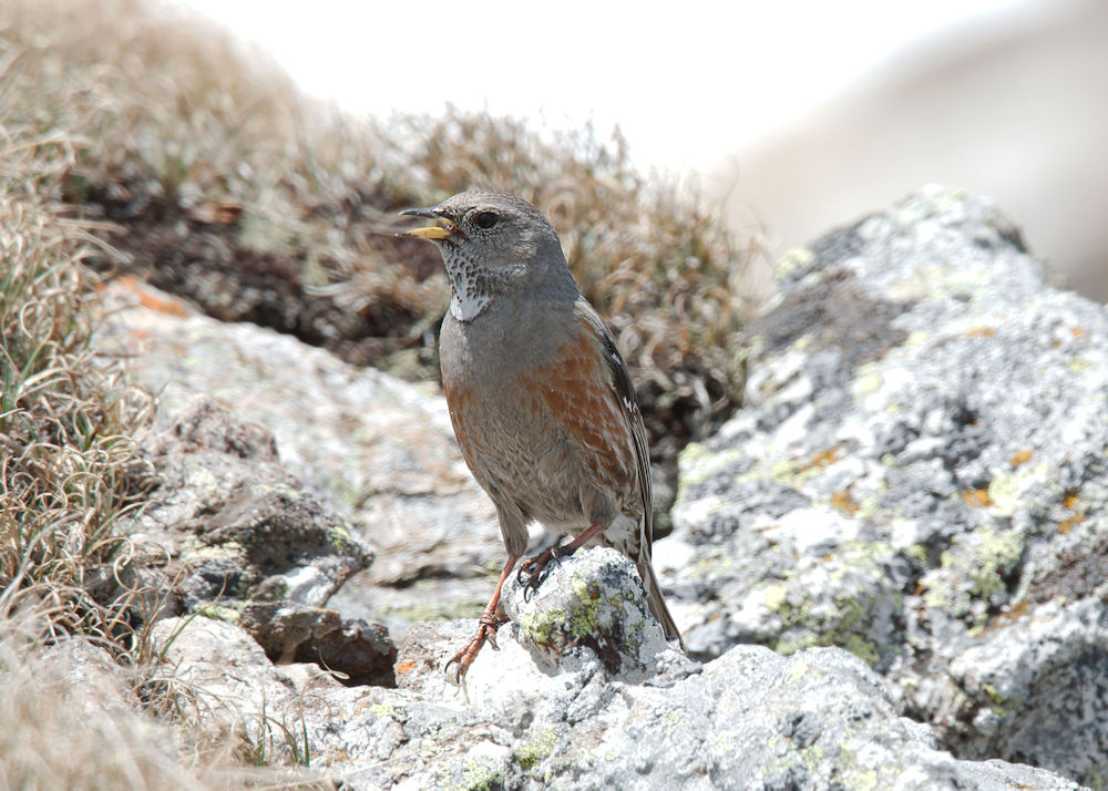 Accentor