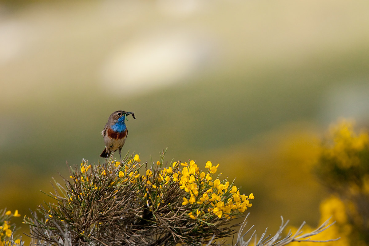 Pettazzurro nel "Piorno"