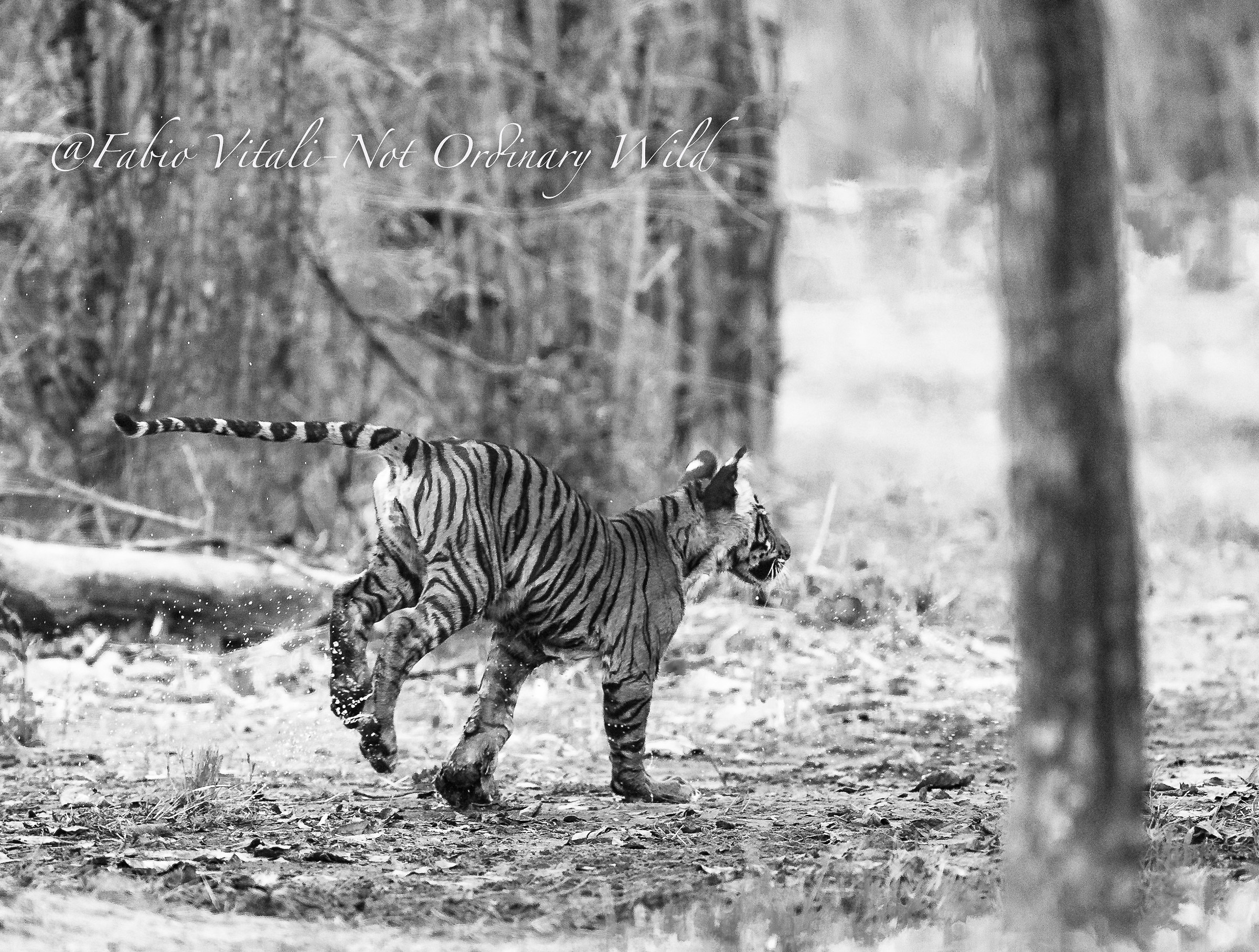 Little badass running