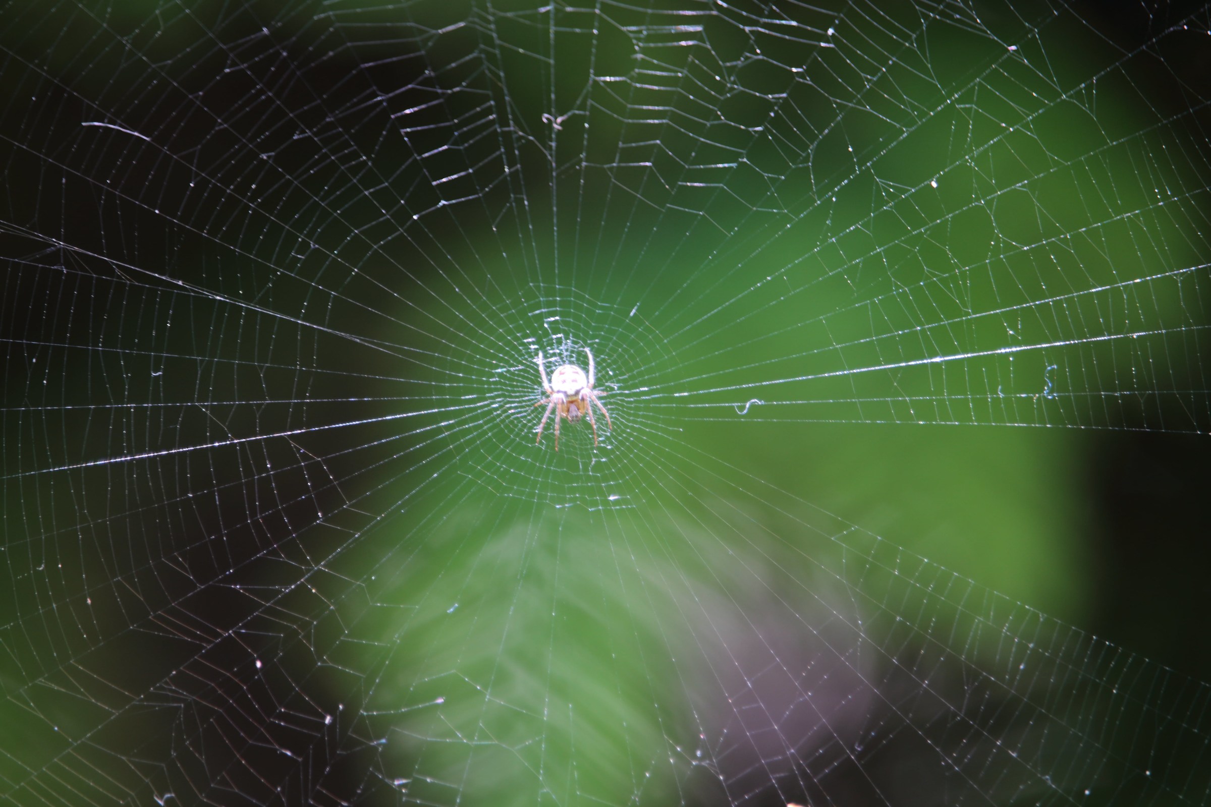 una tela in mezzo alla natura