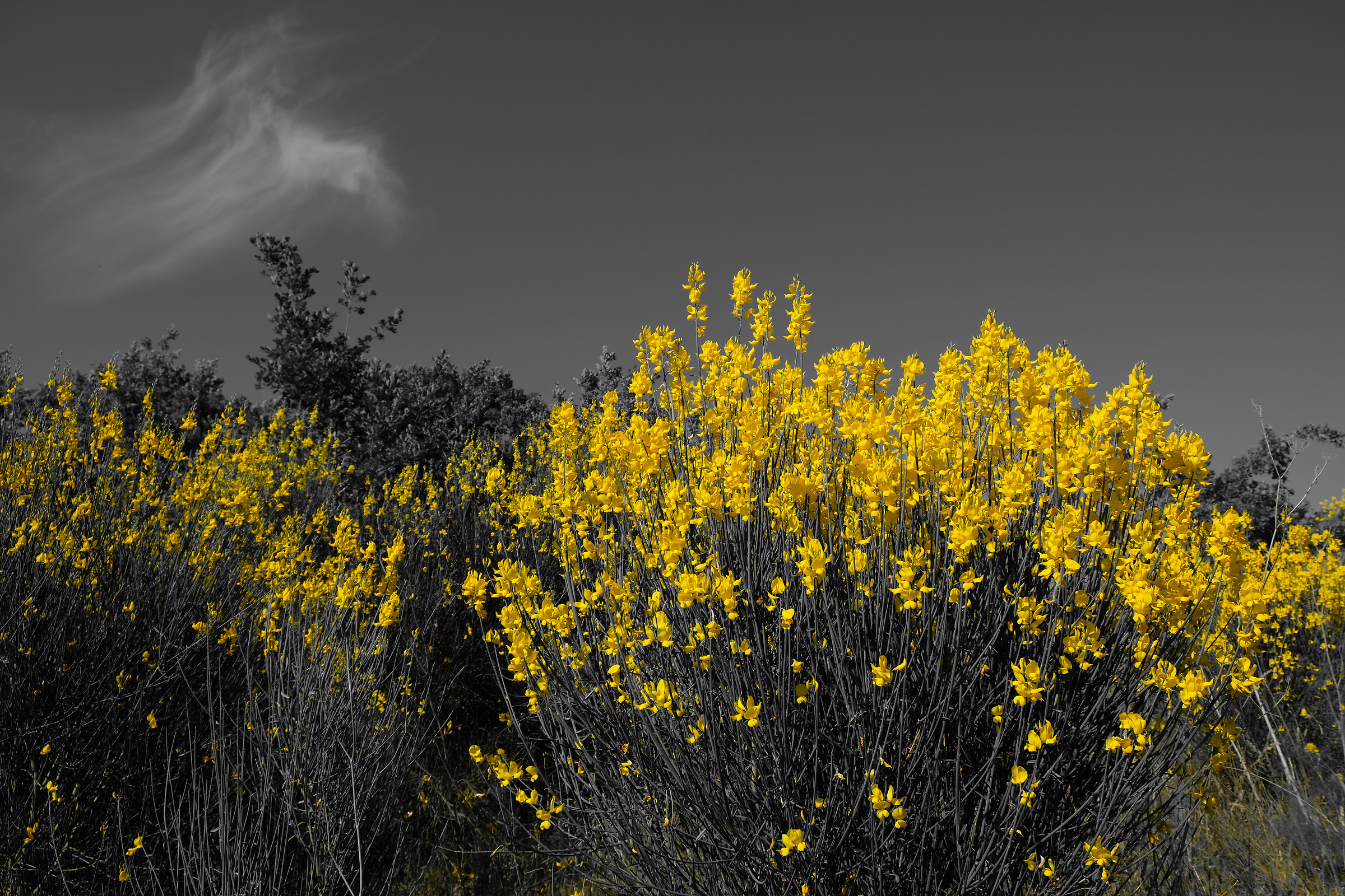 I swim on the brooms