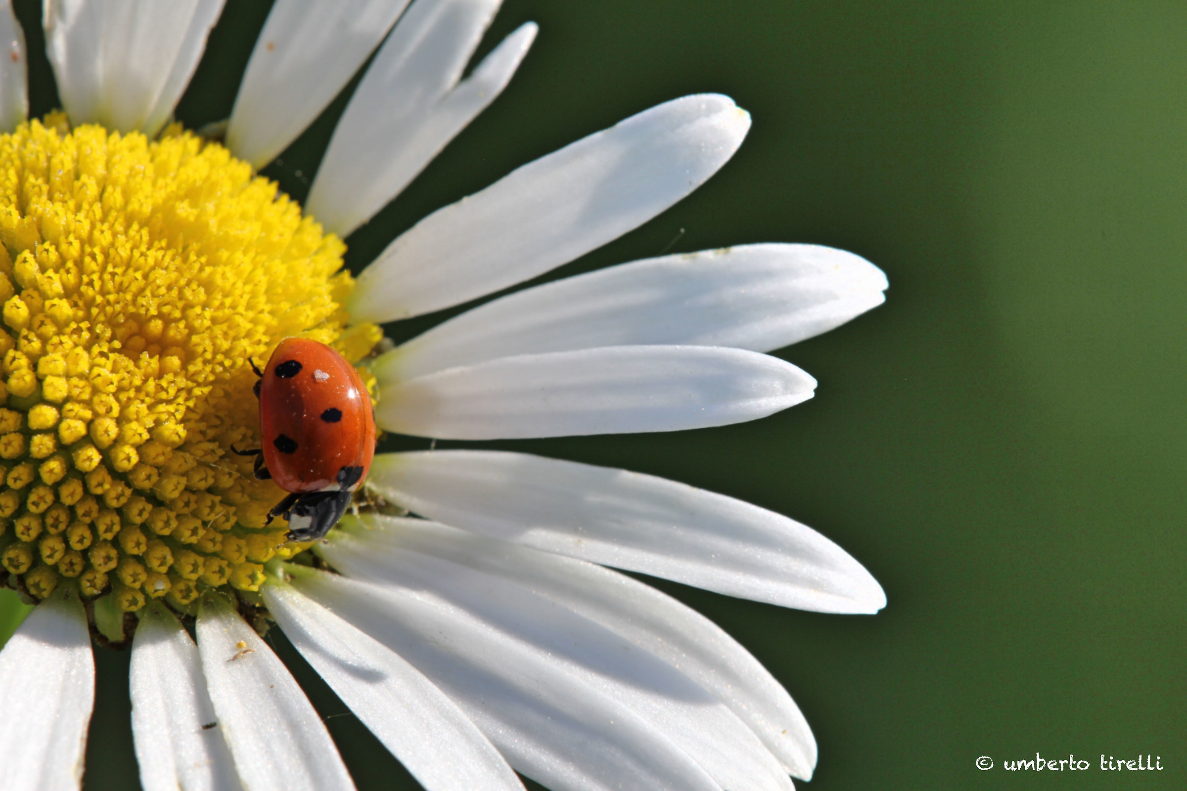 Coccinella bagnata