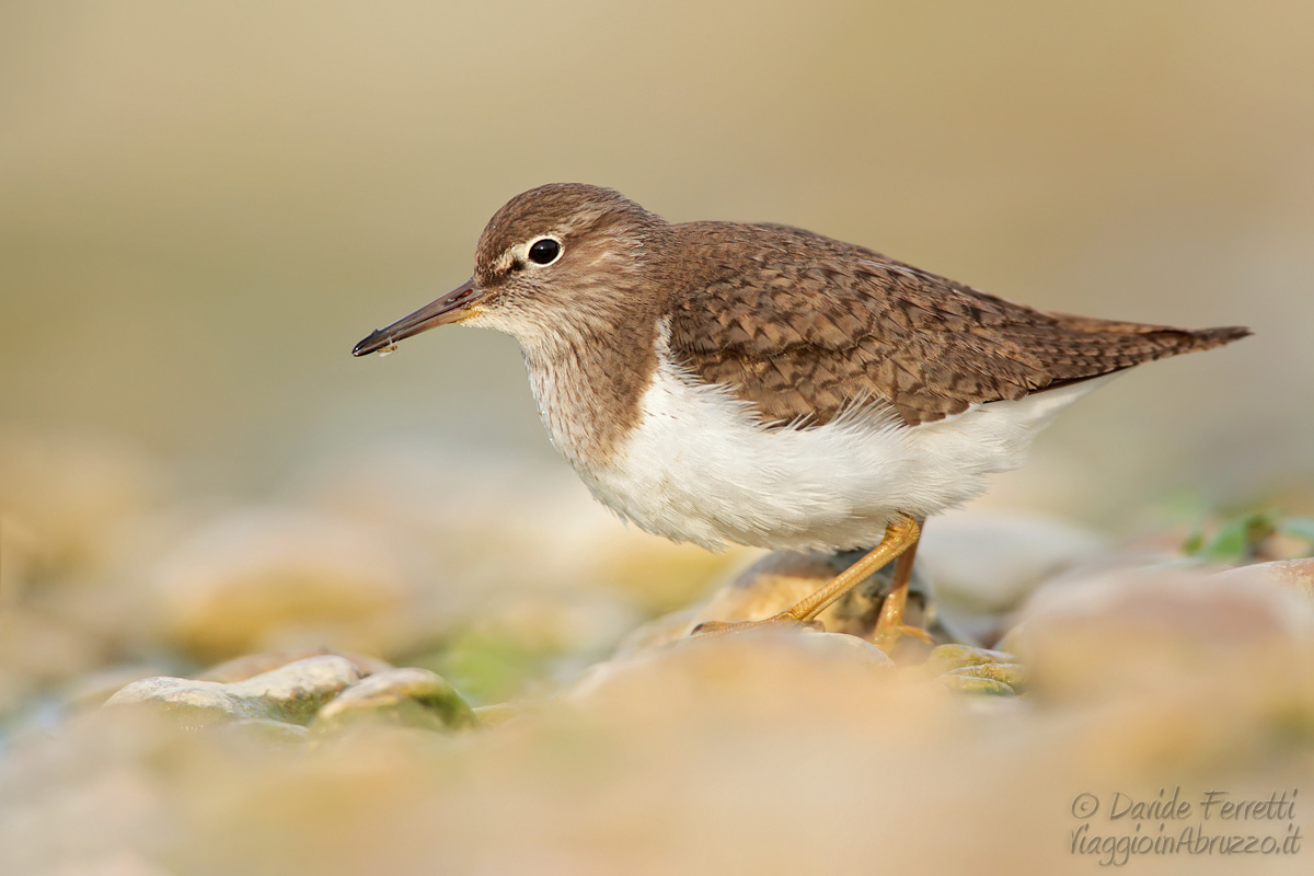 Small pier (Common sandpiper)