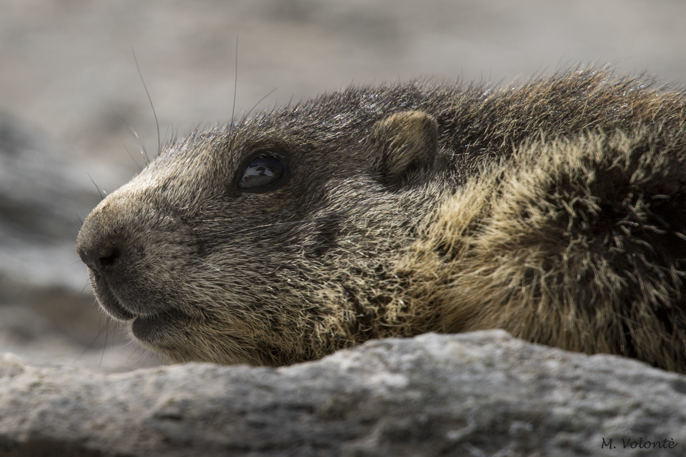 Marmot in the foreground