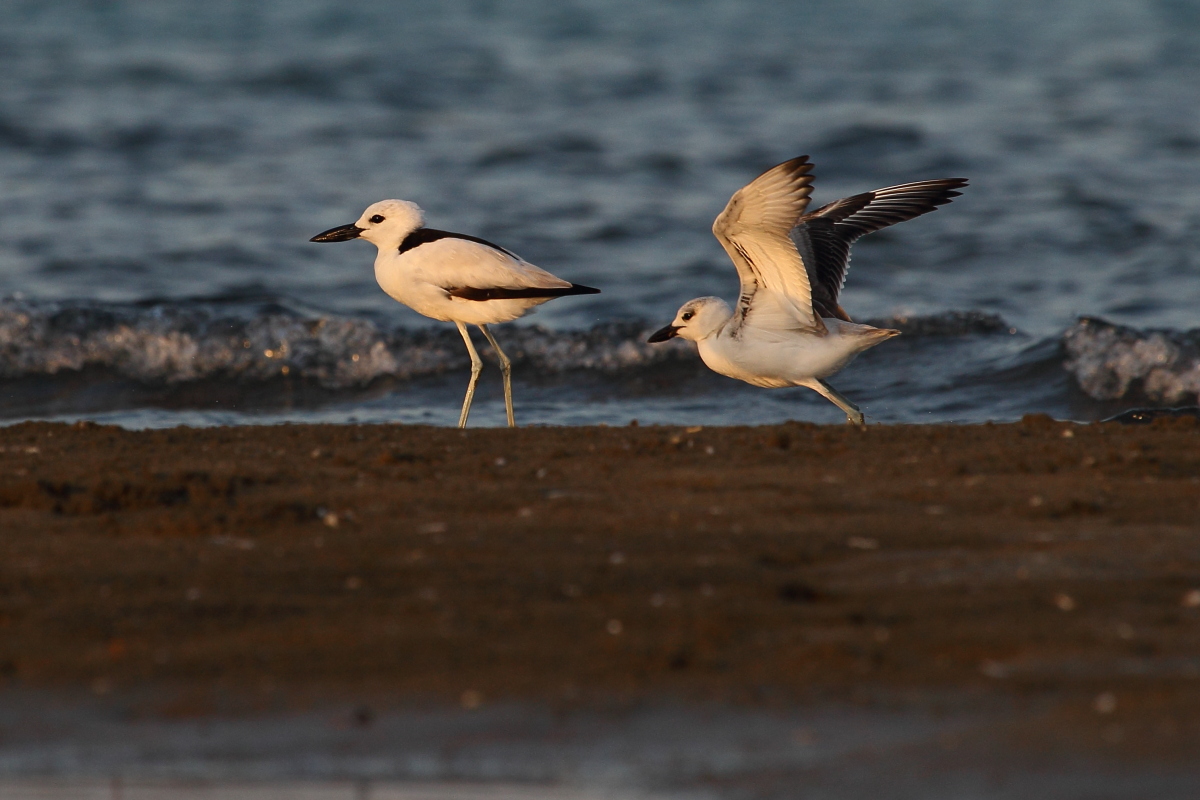 arrivi al tramonto, drome