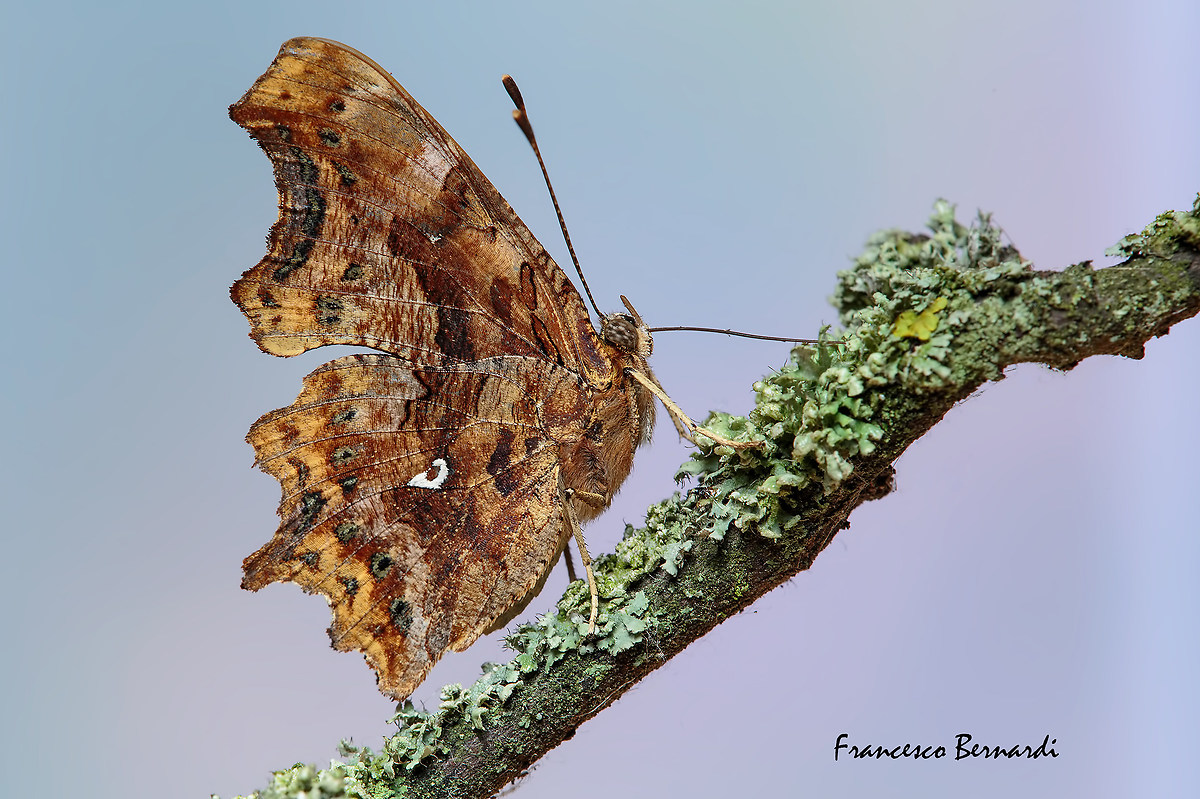Polygonia c-album 1758