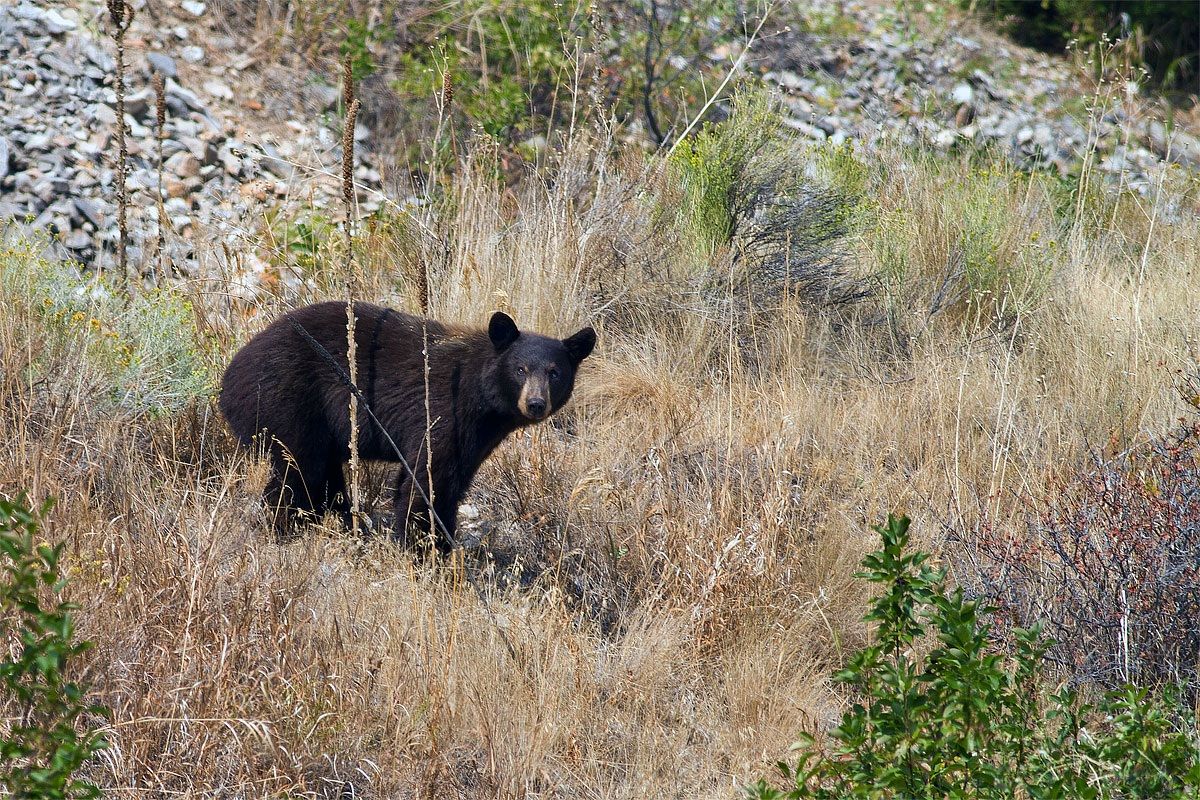 Black Bear