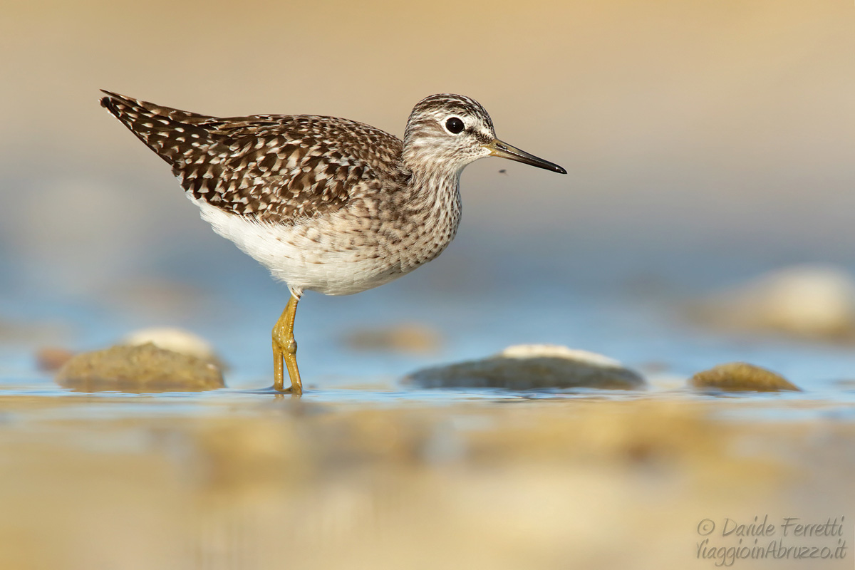 Pyro pier woodchip (Wood sandpiper)