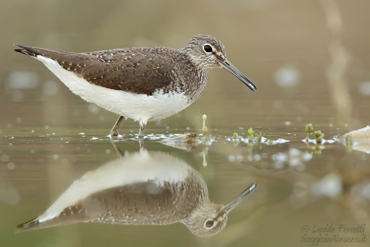 Whiplash pier (Green sandpiper)