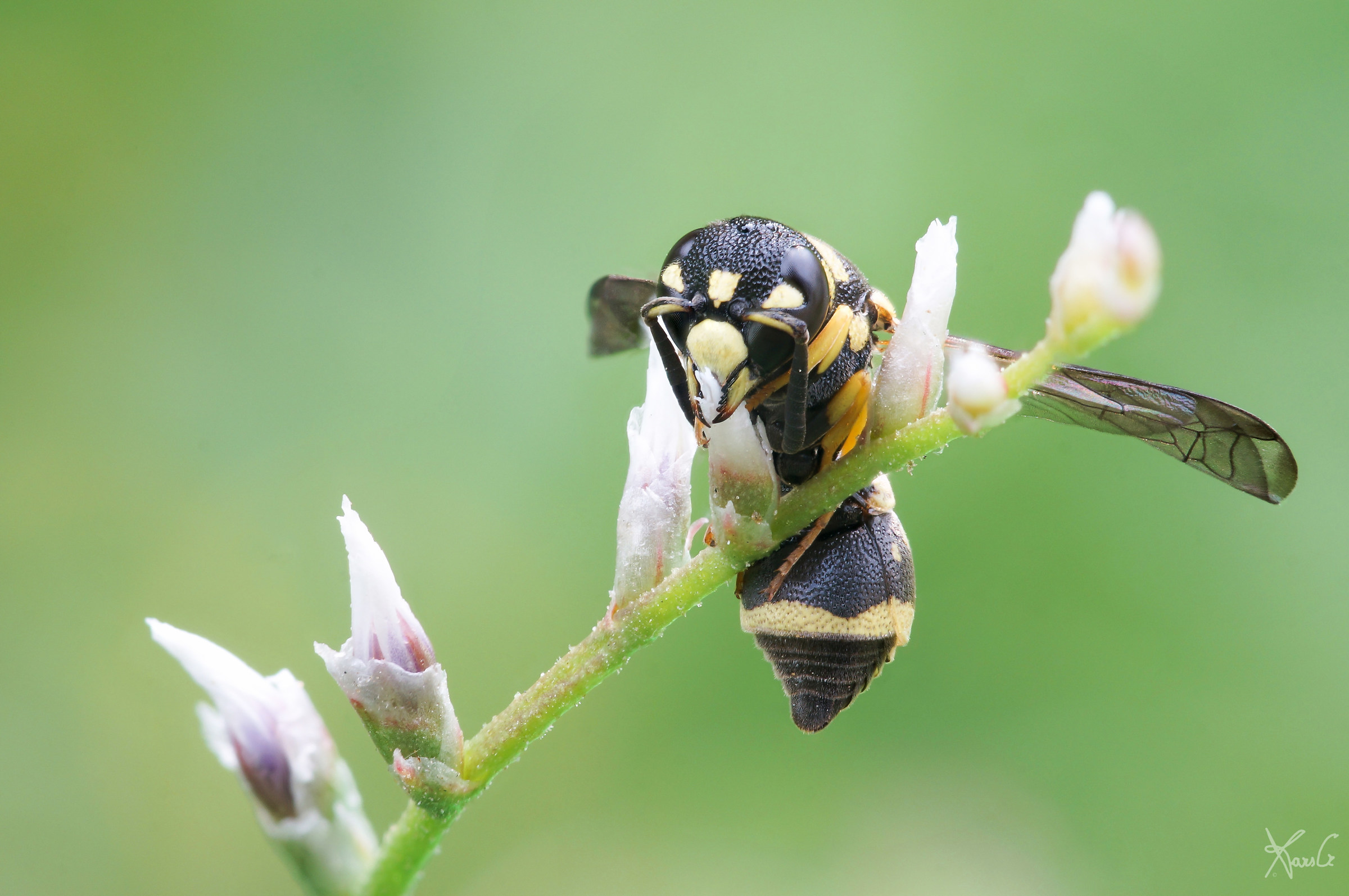 Eumenidae on the statice