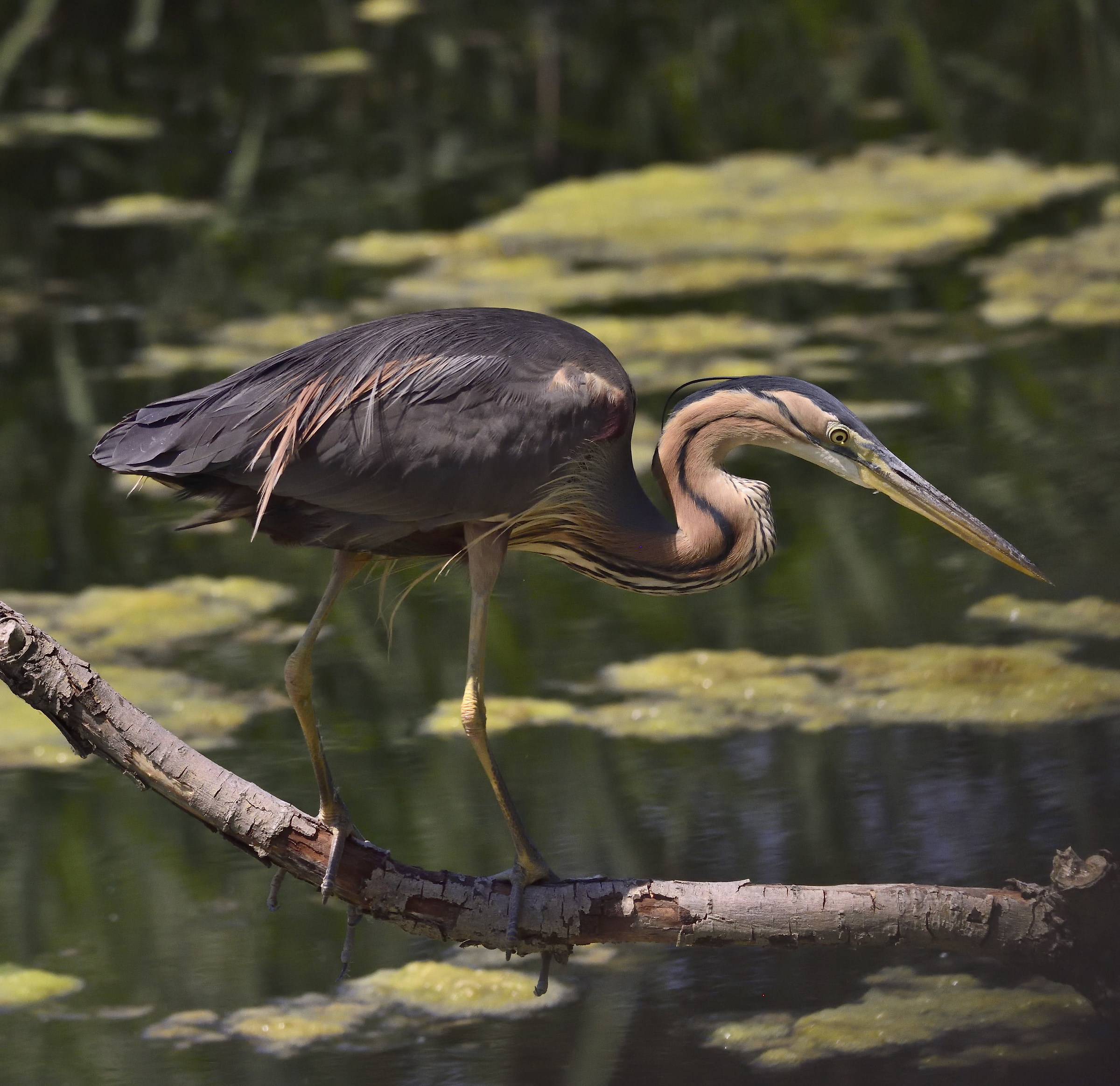 Red heron