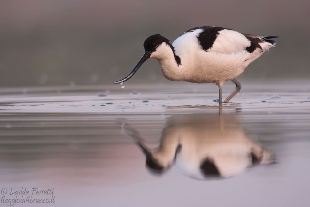 Avocetta at dawn