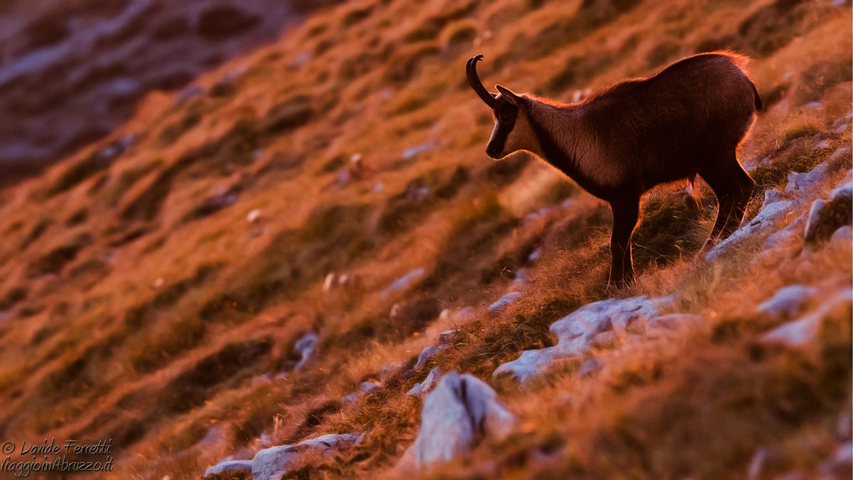 Al sole del tramonto