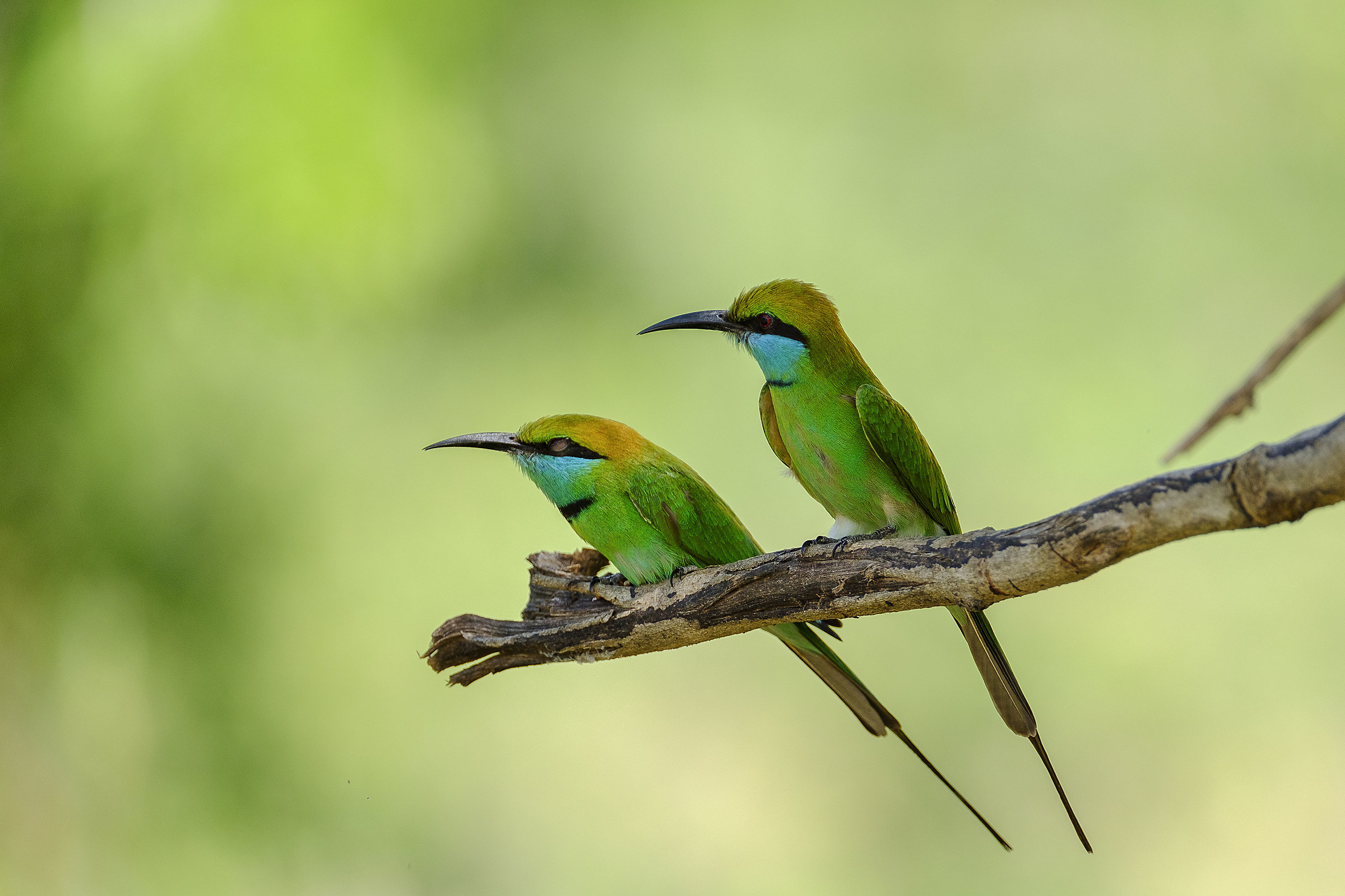 Gruccione verde (Merops Orientalis)