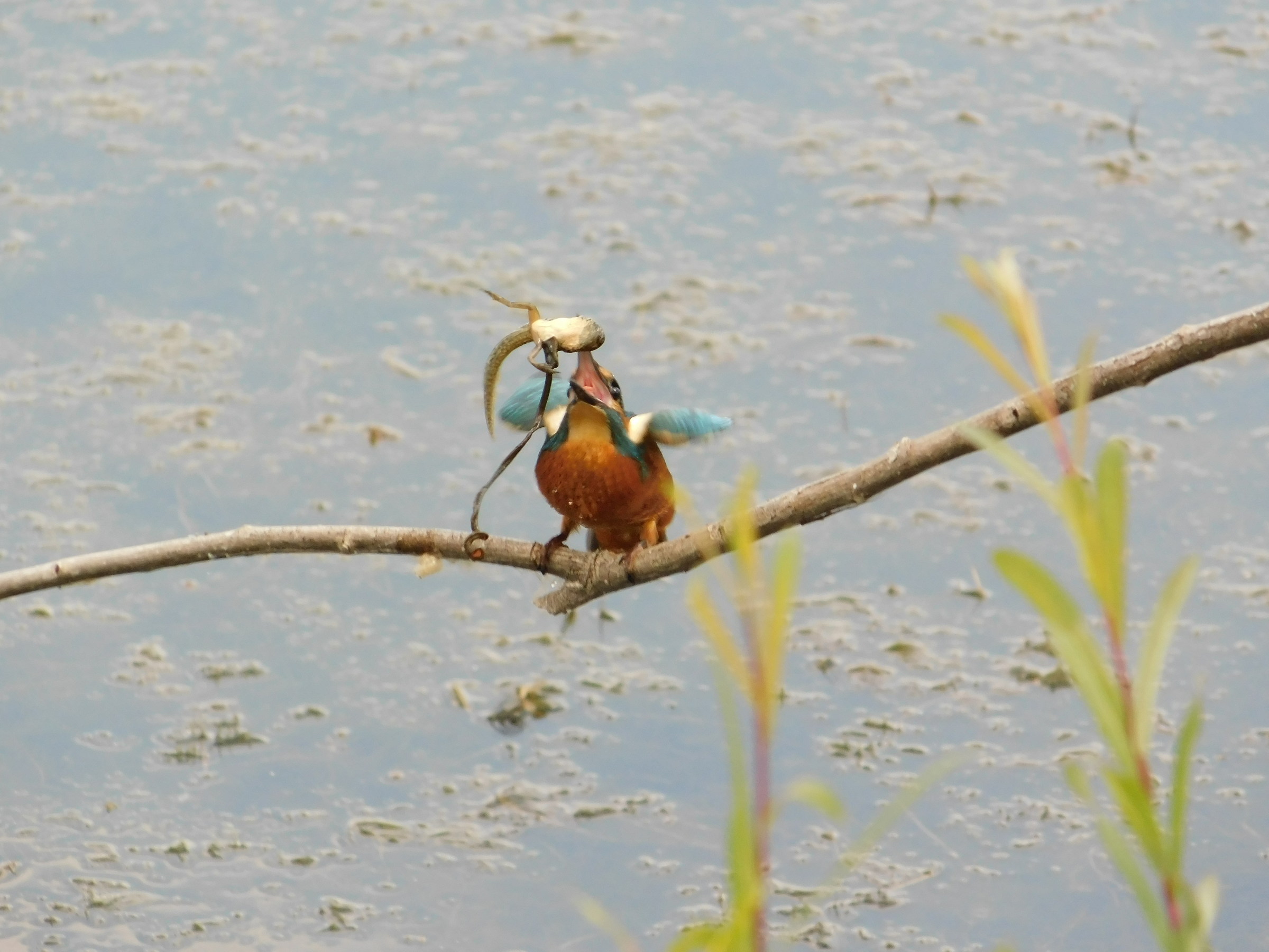 Sono Martino e mi mangio un girino!