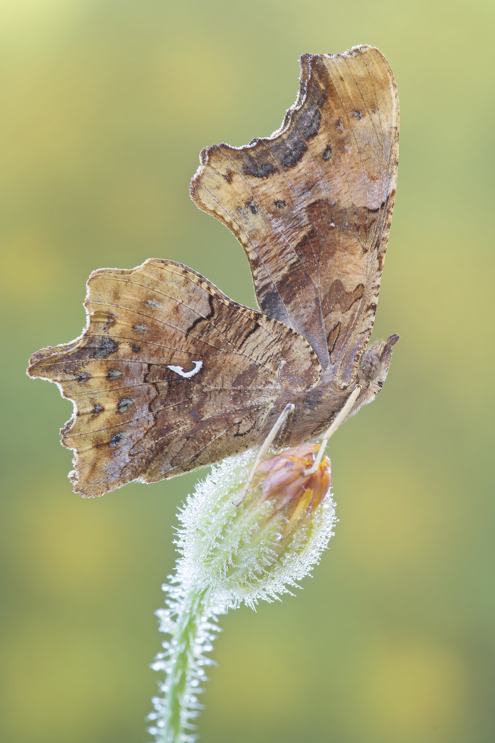Polygonia c album