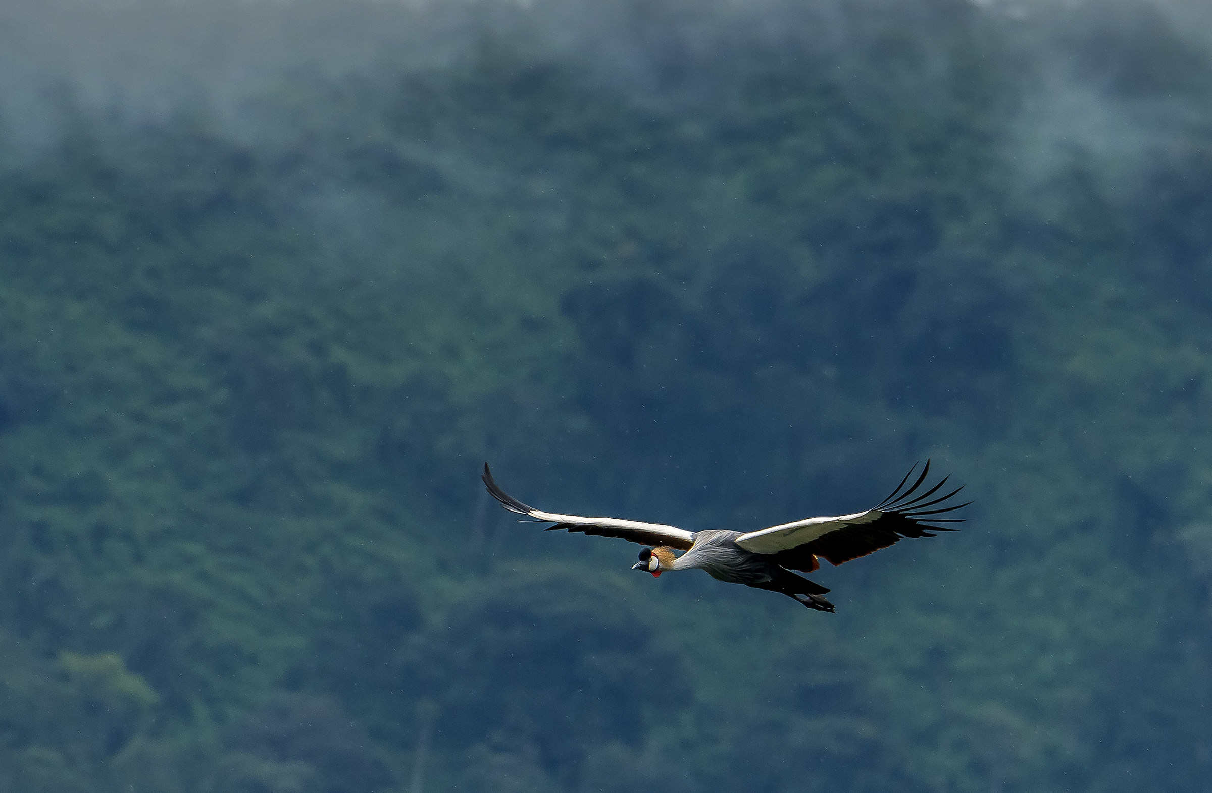 Tanzania 2017 - Gru coronata nel Ngorongoro crater