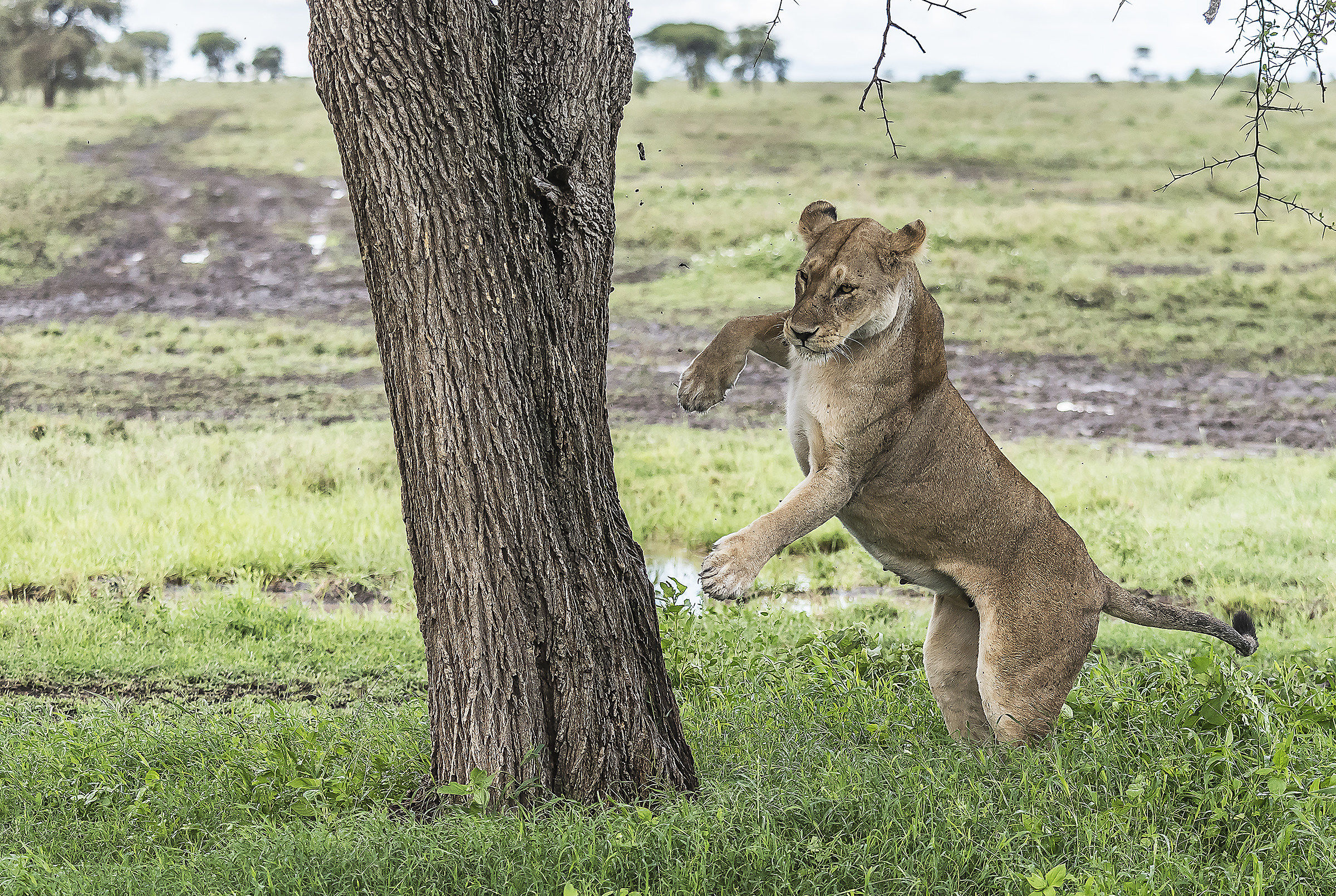 Tanzania 2017 - Lionsess