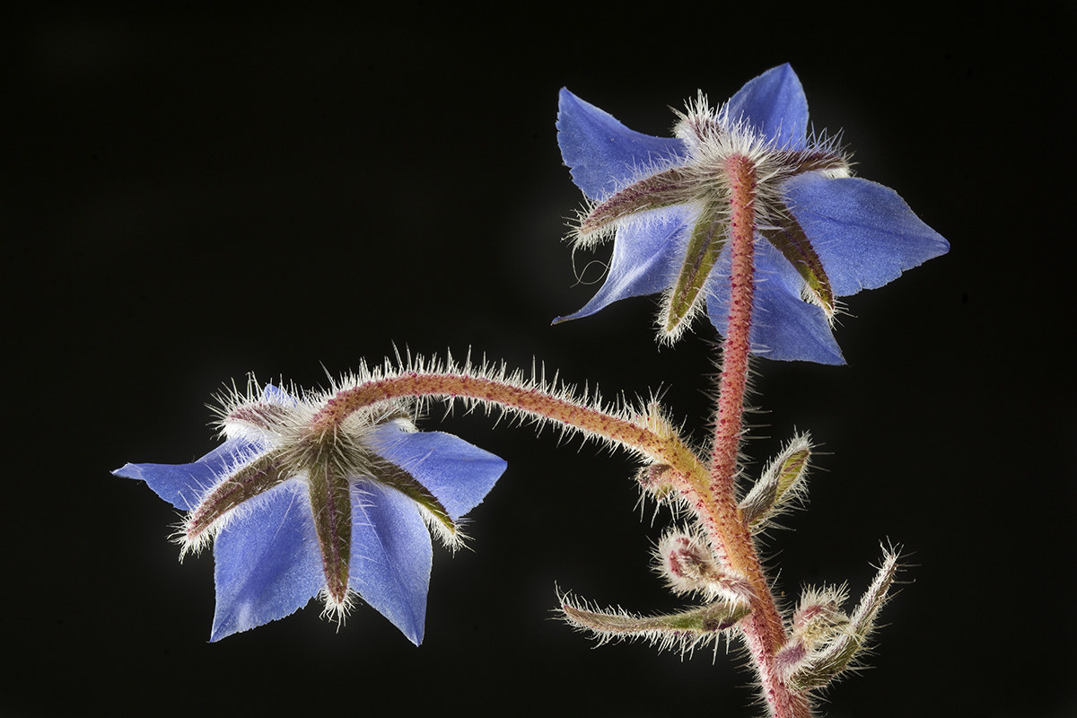 Borago Officinalis