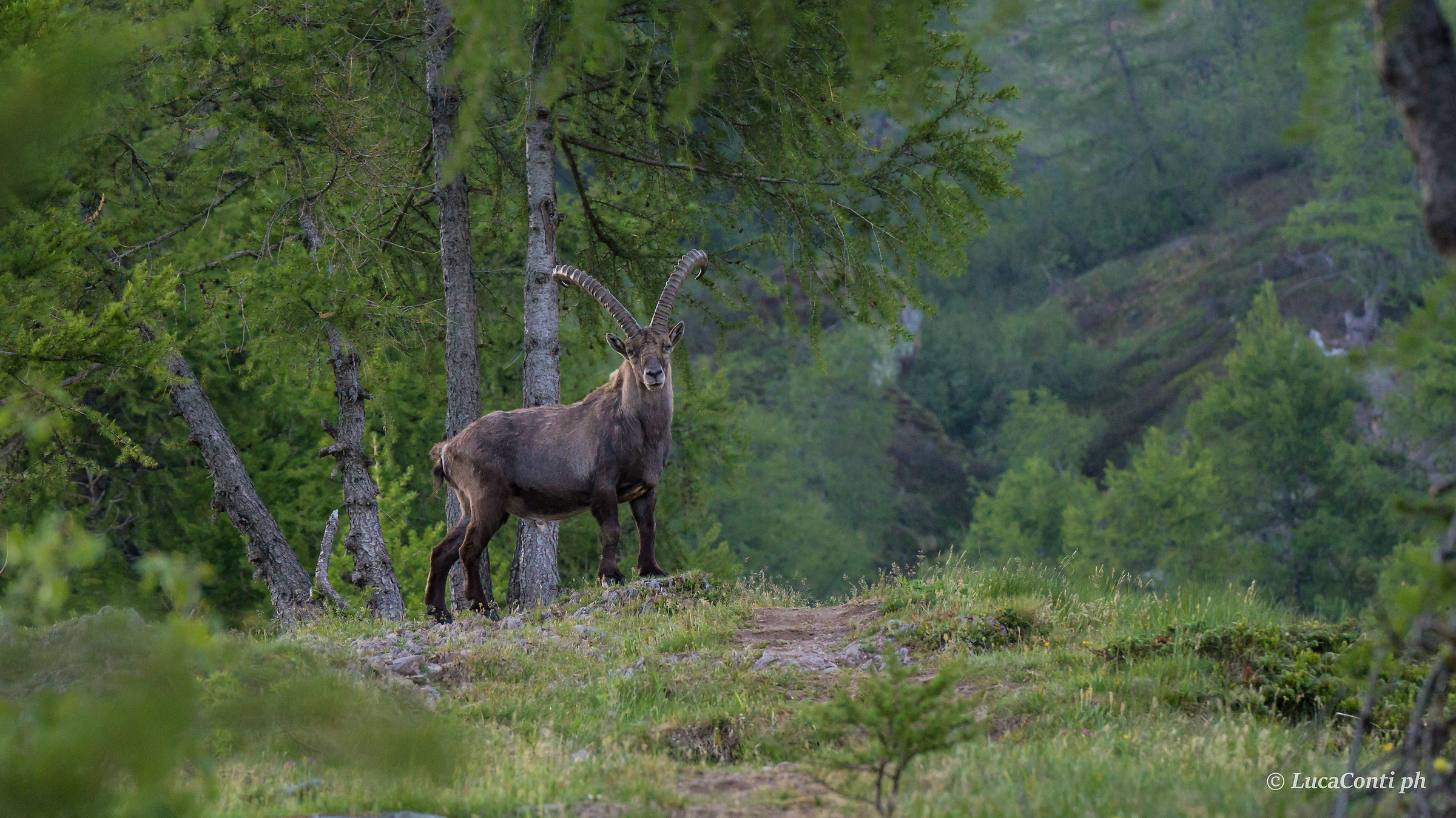 Stambecco male (Capra Ibex)