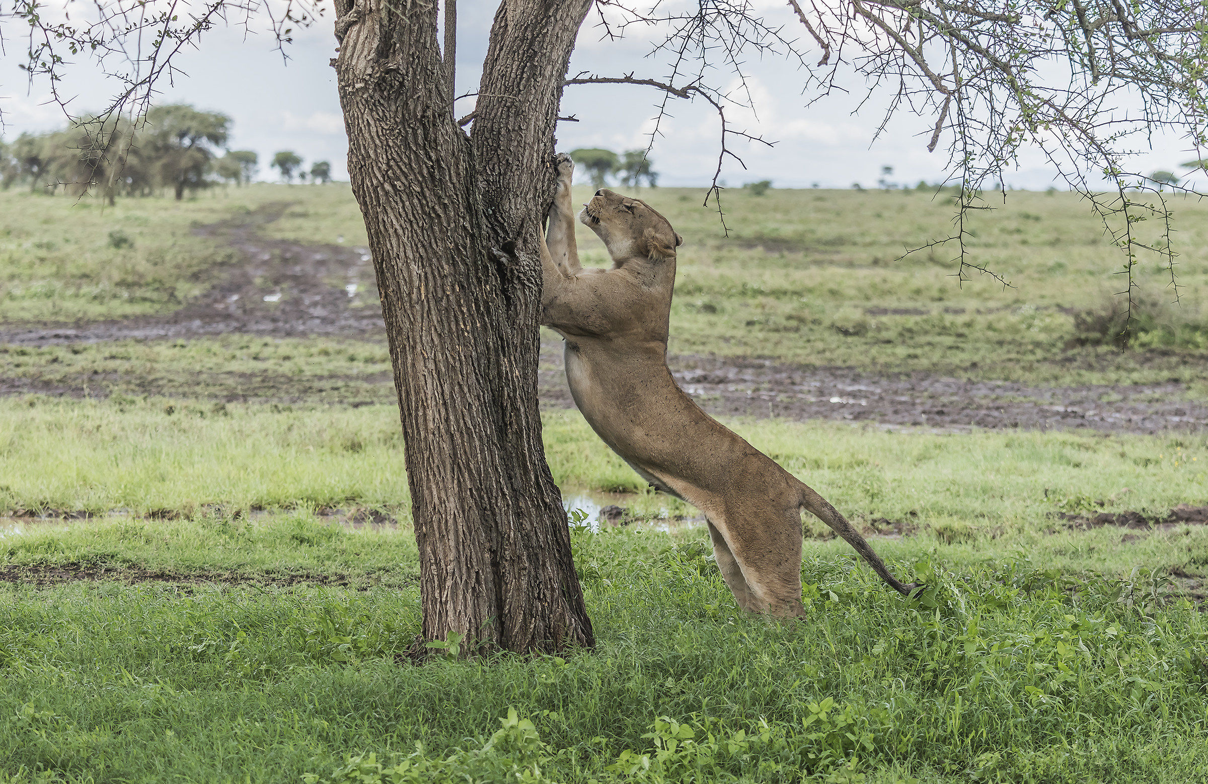 Tanzania 2017 - Arrotata