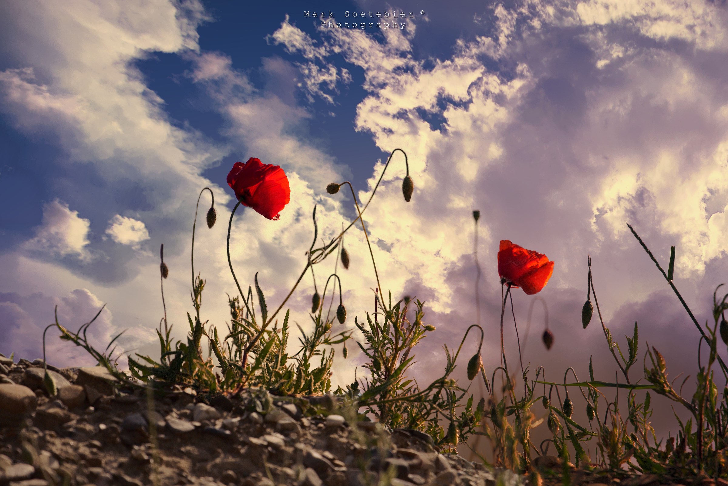 Papaveri al Tramonto