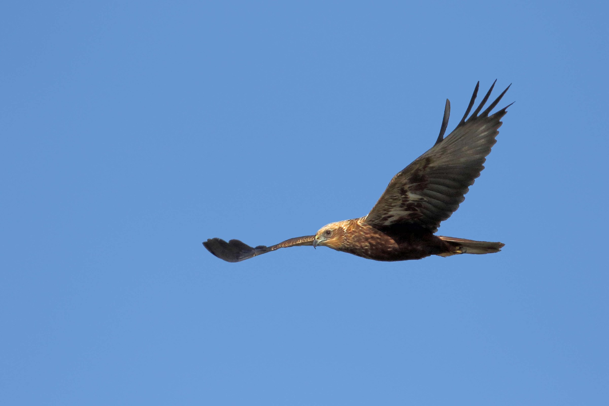 Sword falcon (female)