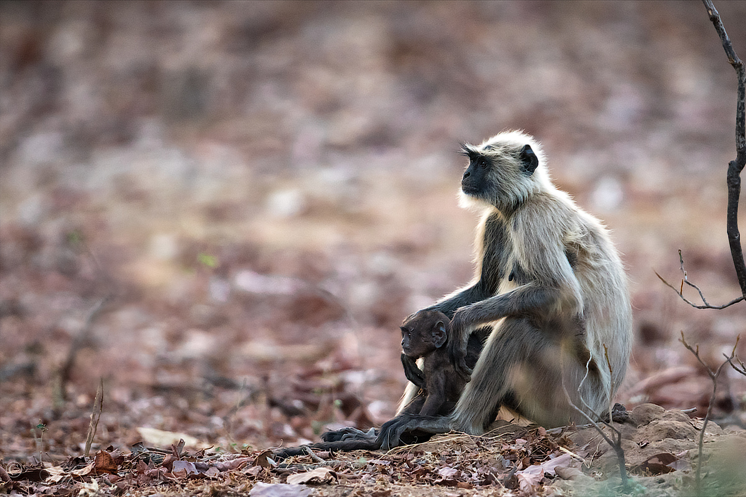 Langur con bambino