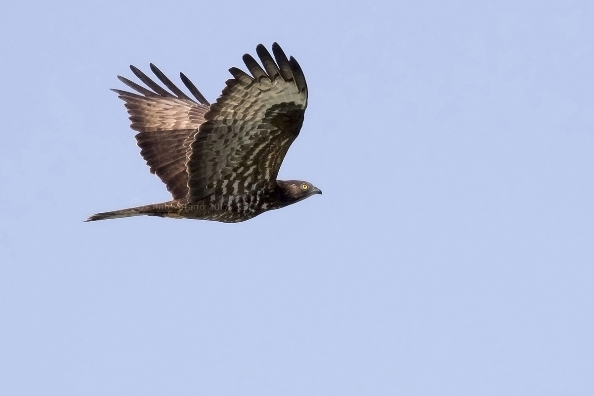 Falco pecchiaiolo (Pernis Apivorus)