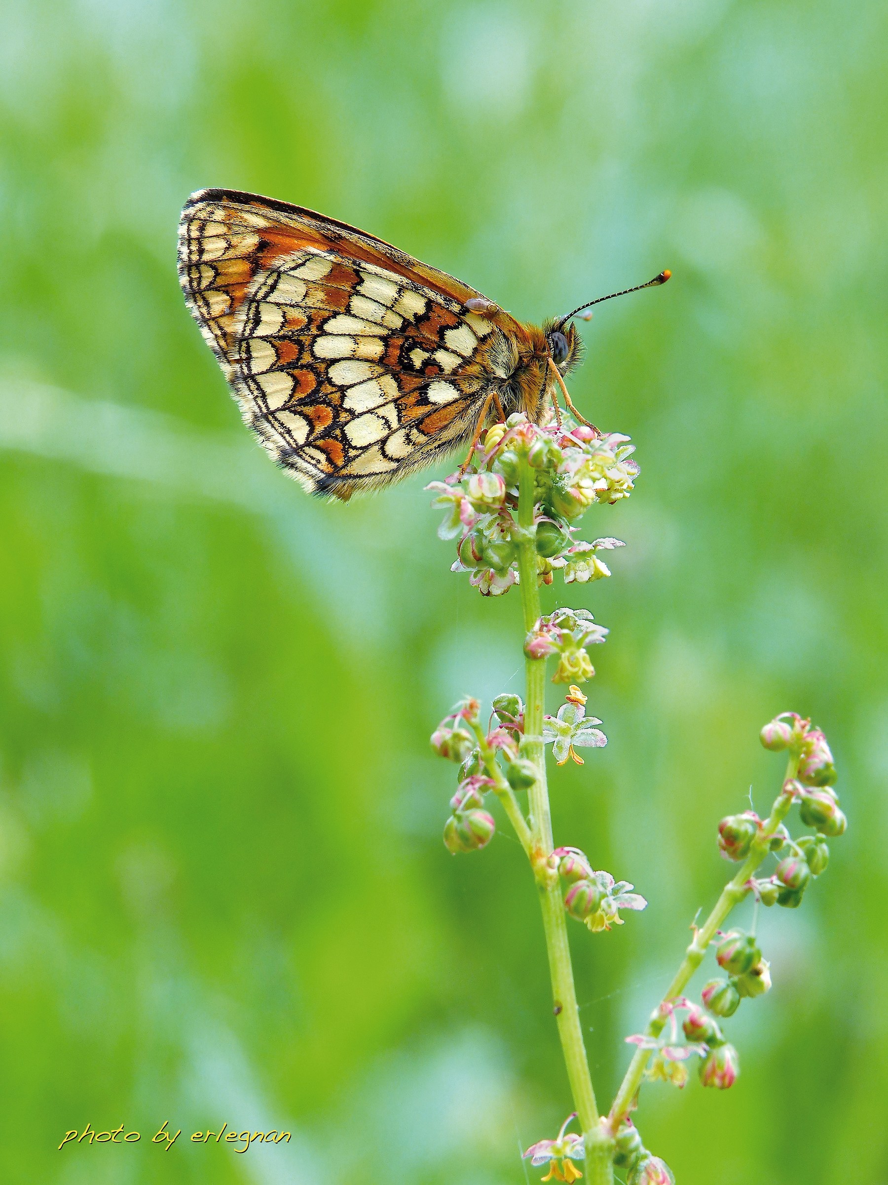 Melineatea con ospite