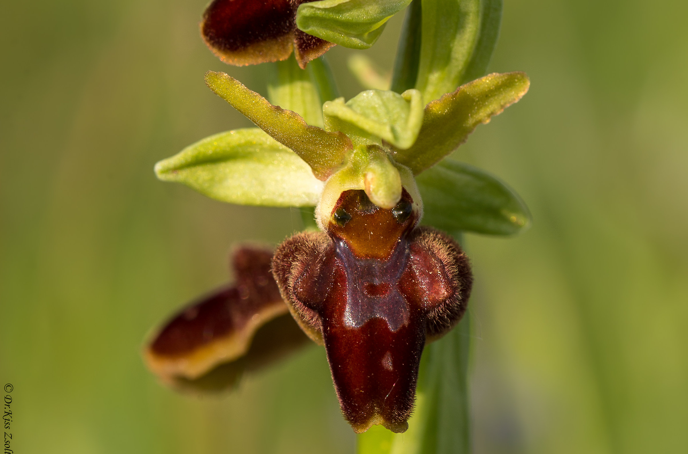 Early Spider-orchid