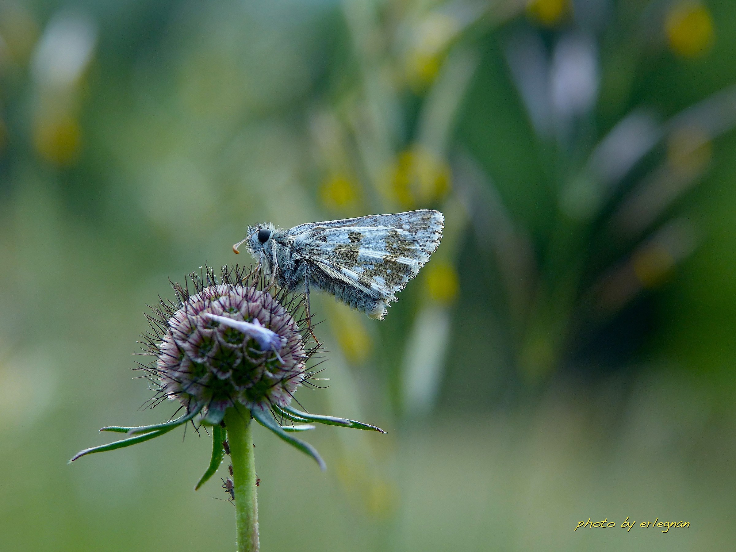 pyrgus in bellavista
