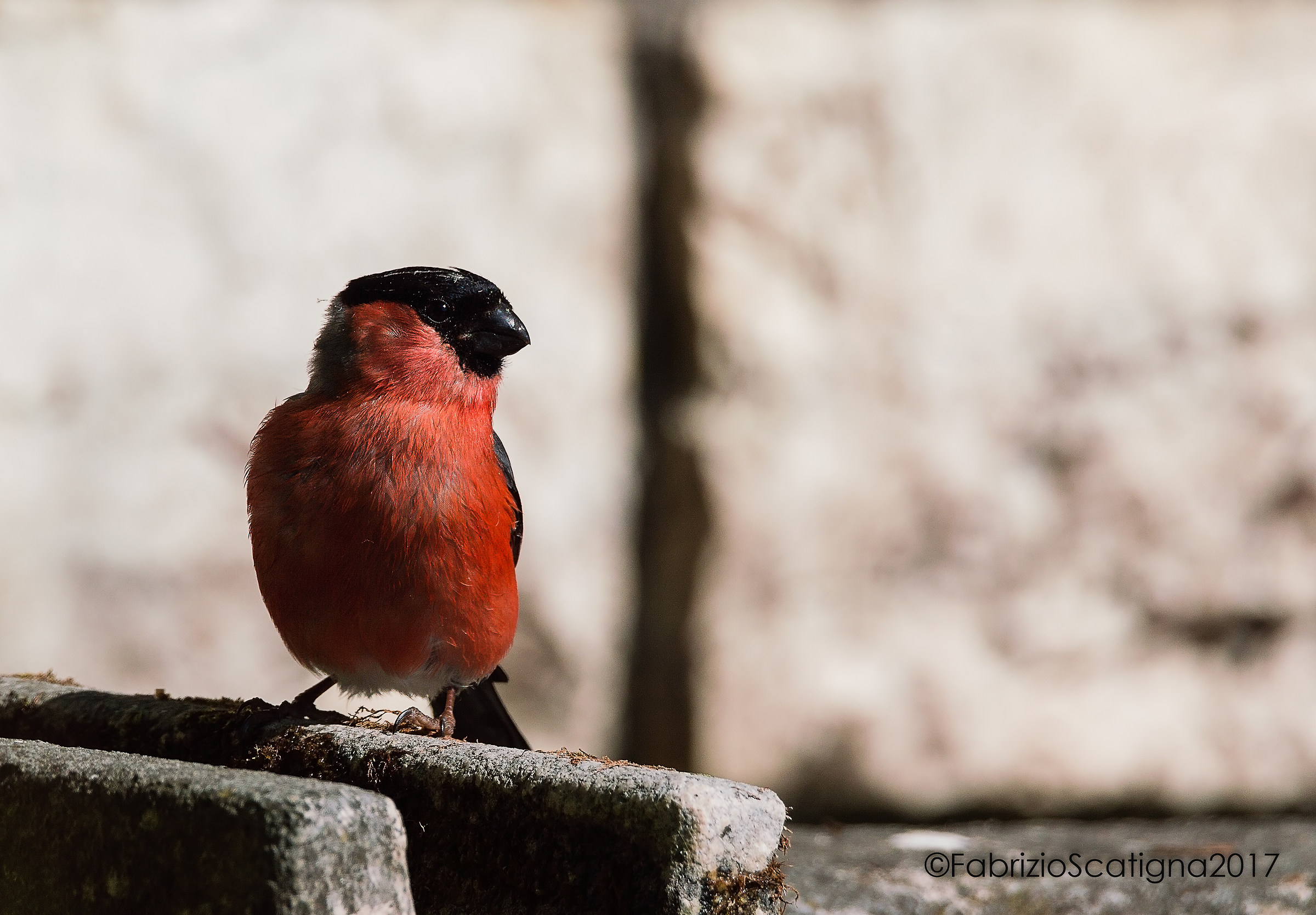 bullfinch