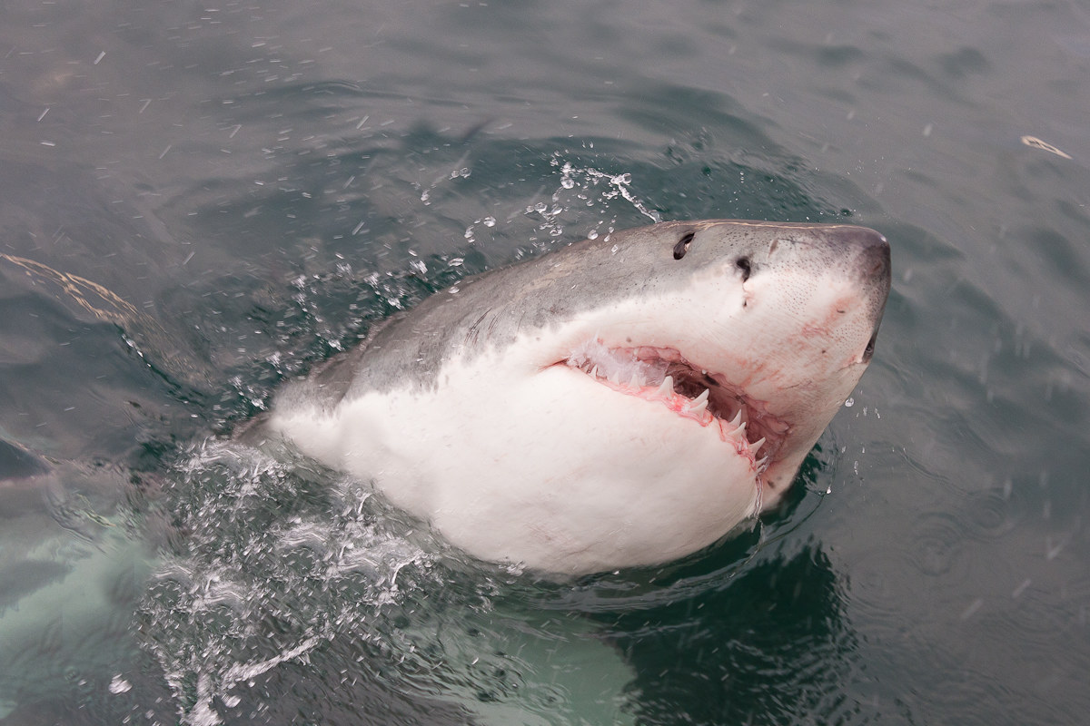 Terror of the oceans