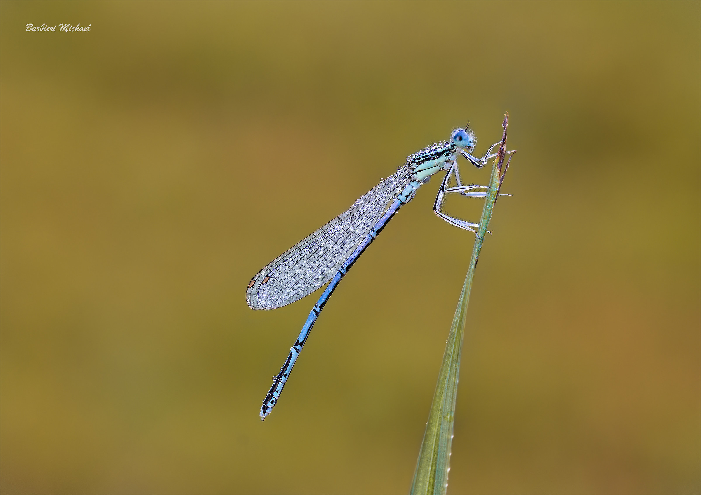 Platycnemis pennipes