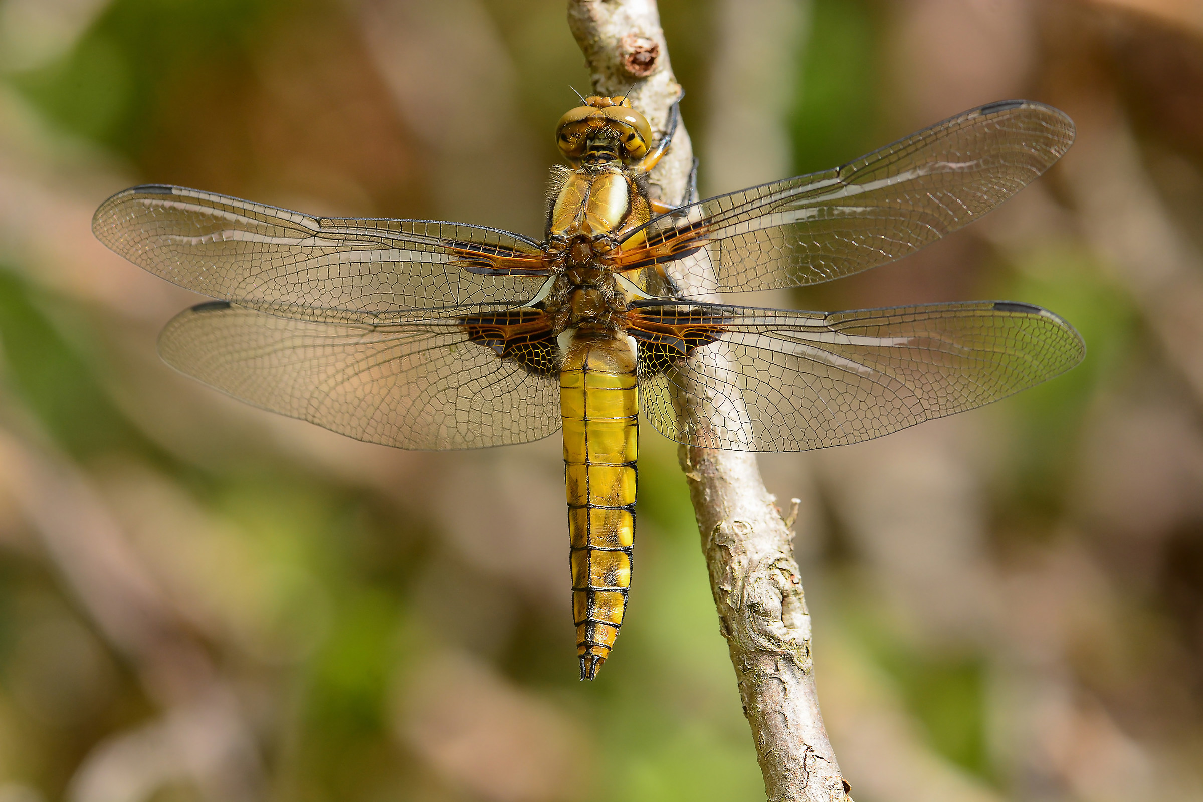 Libellula.