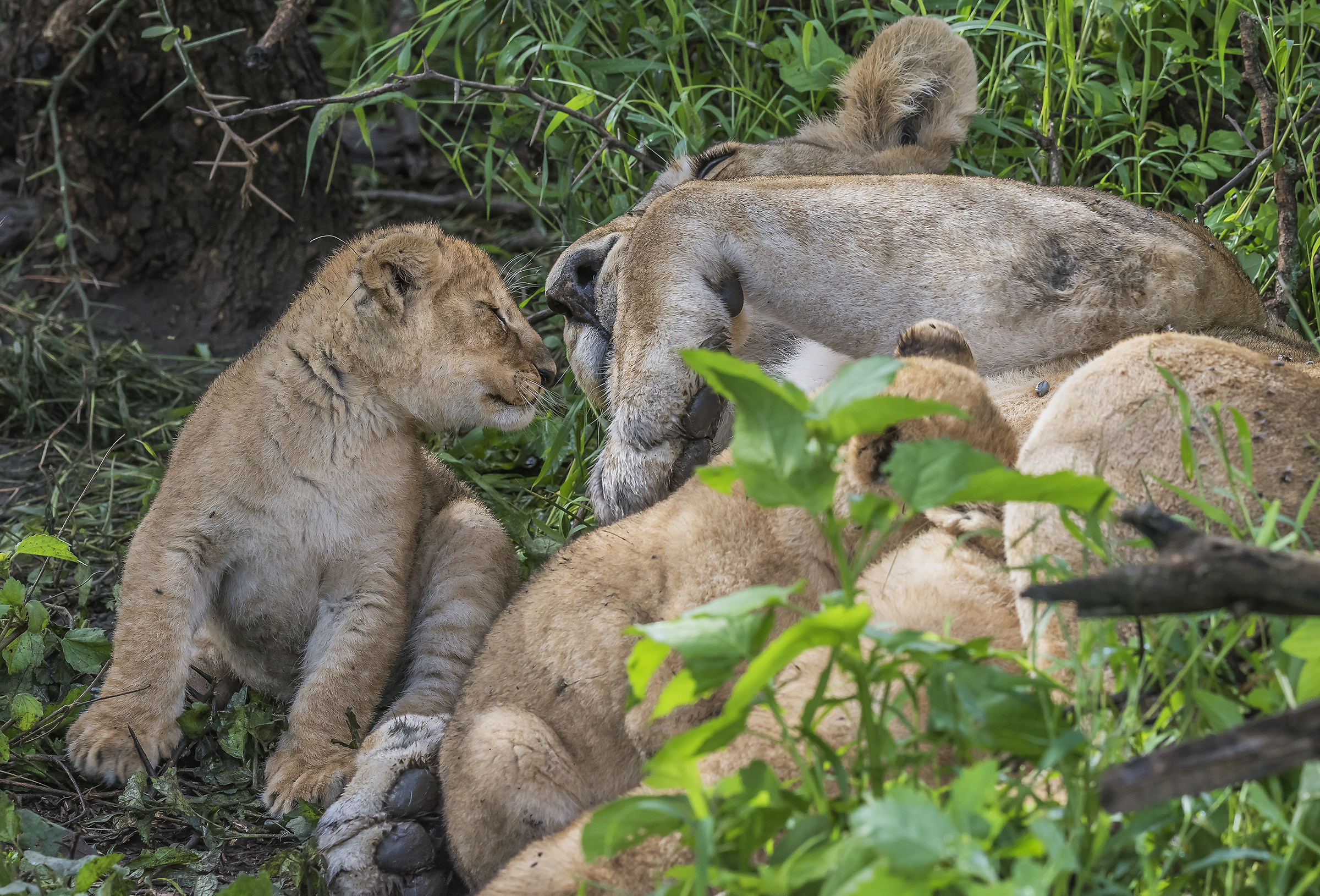 Tanzania 2017 - In un nido di affetti