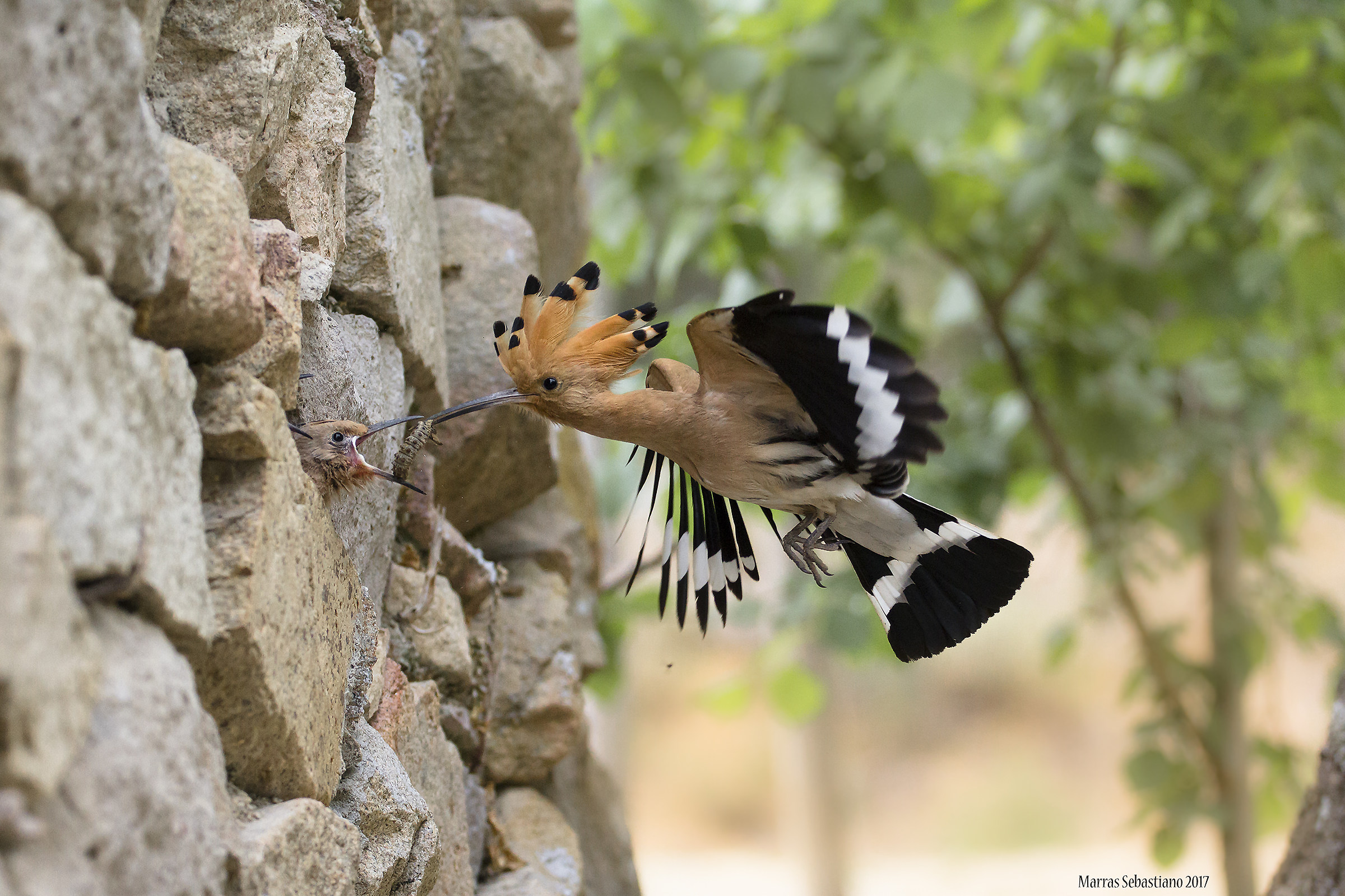 Hoopoe