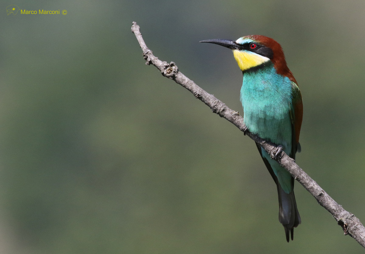Bee eater