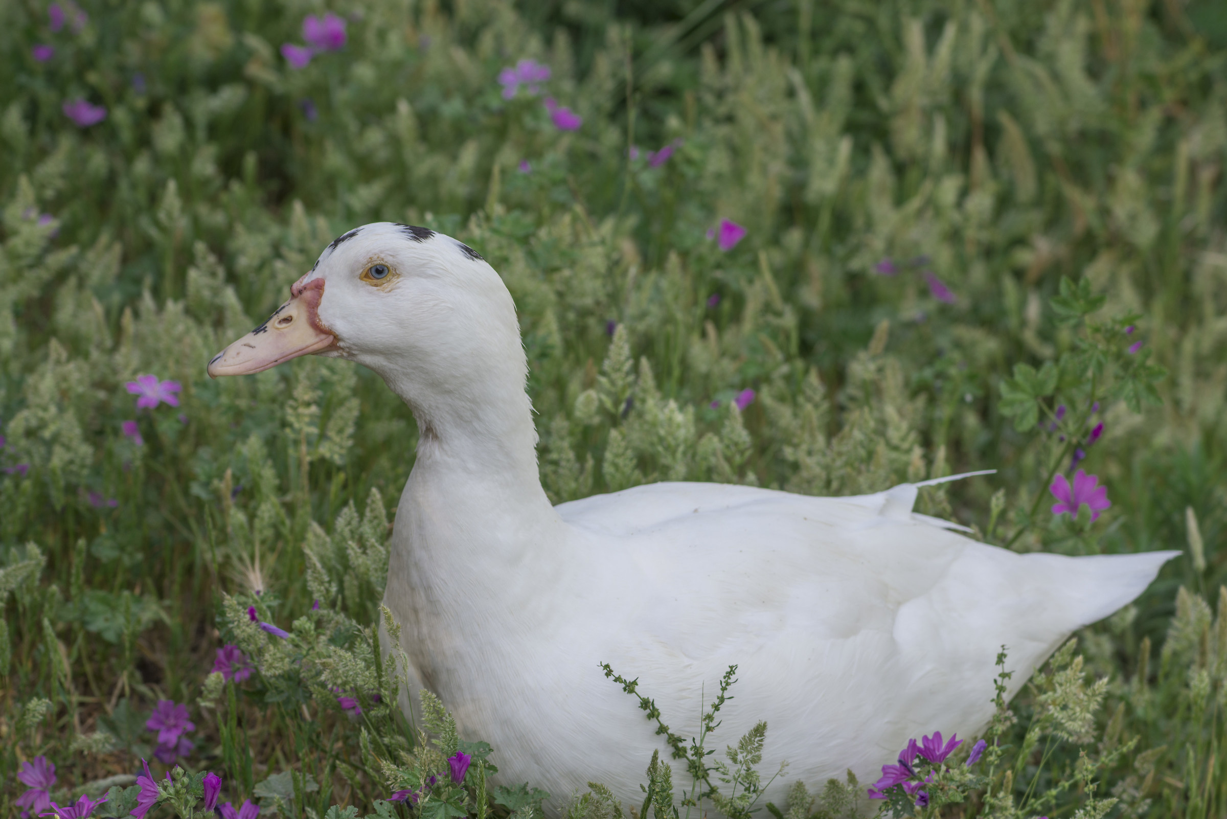 Goose with a human look