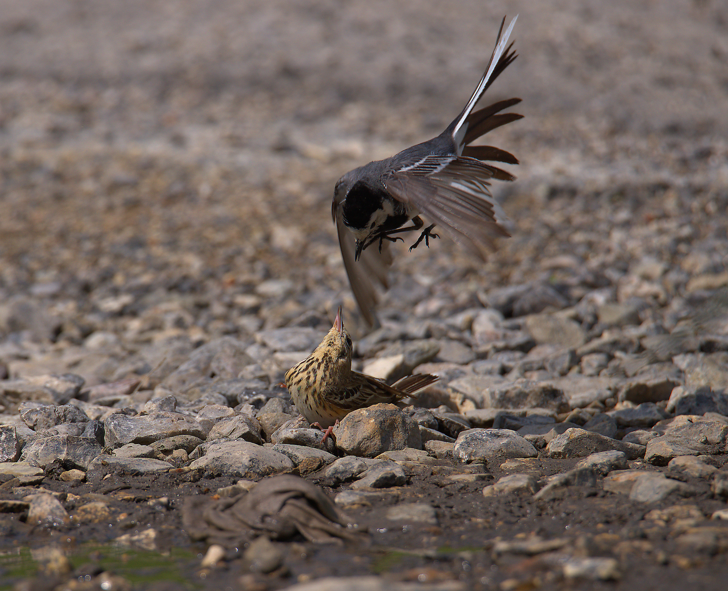 White Ballerina and Calander