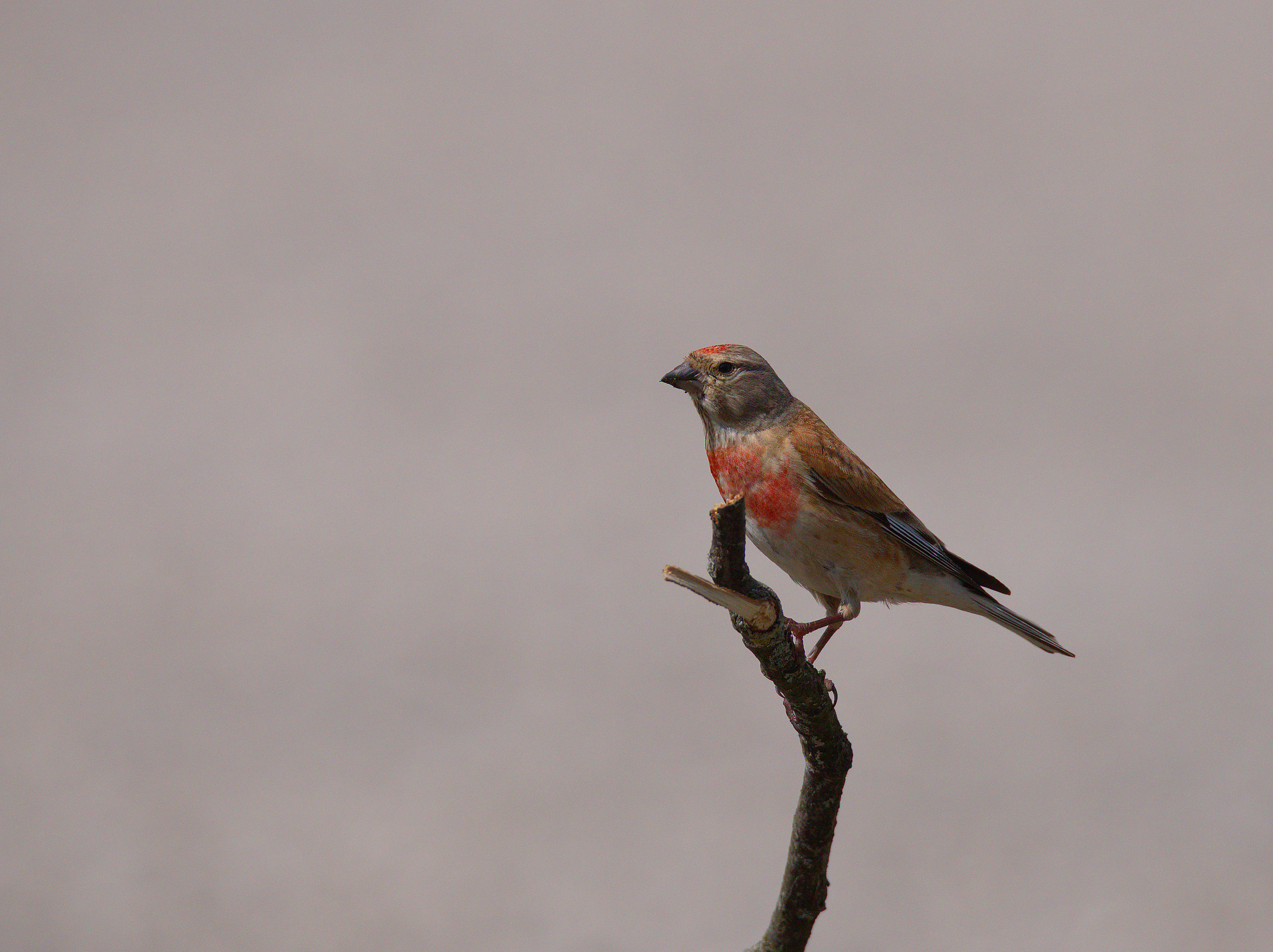 Linnet