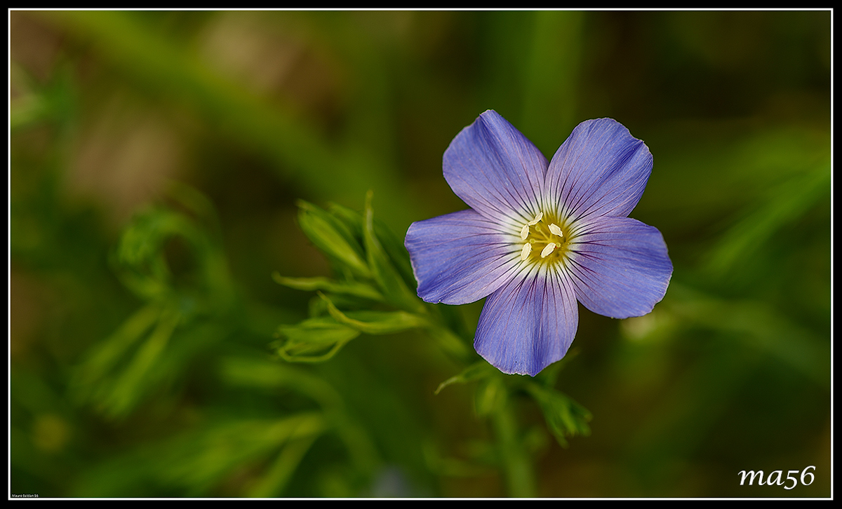 Heavenly flax