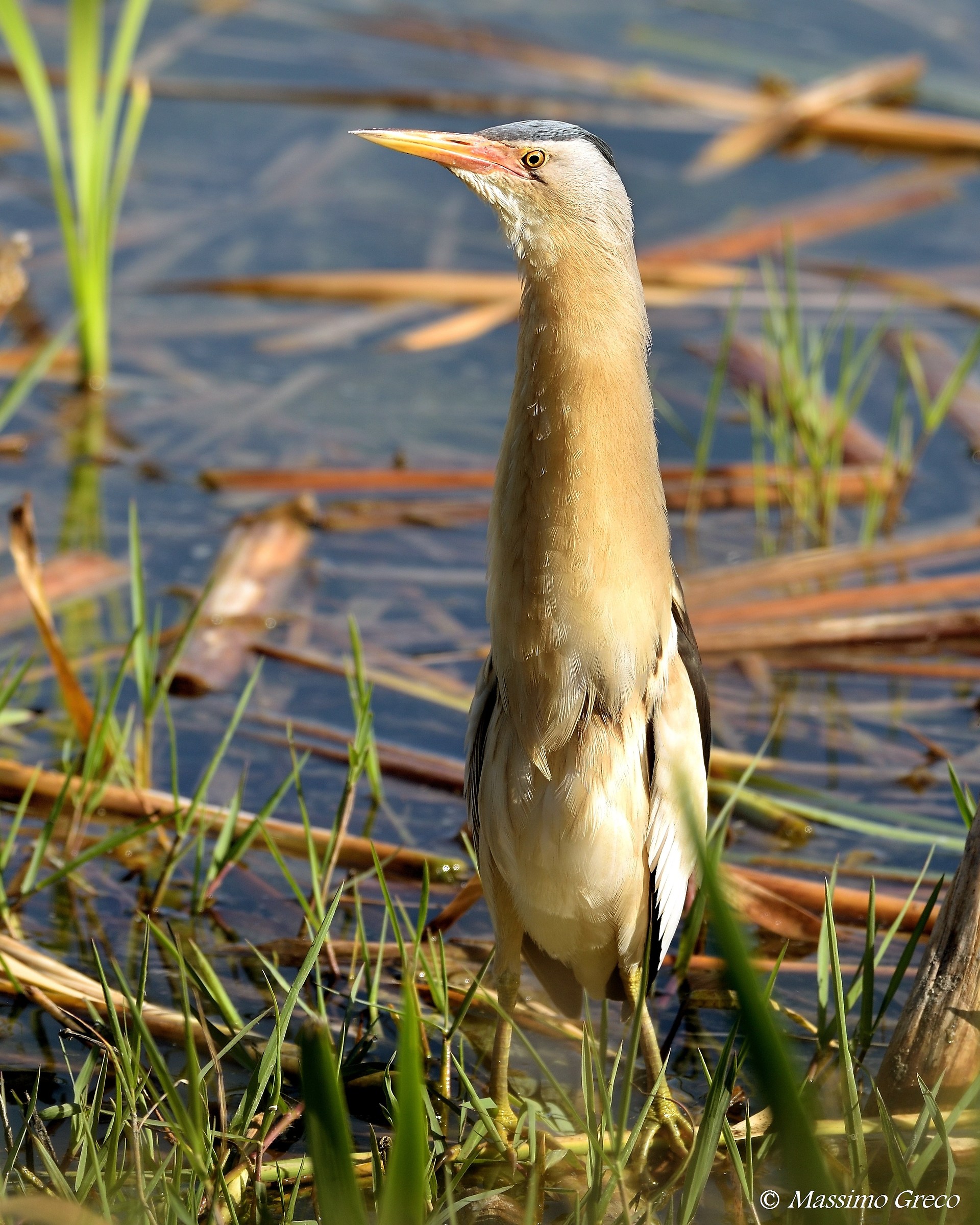 Tarabusino (Ixobrychus minutus)