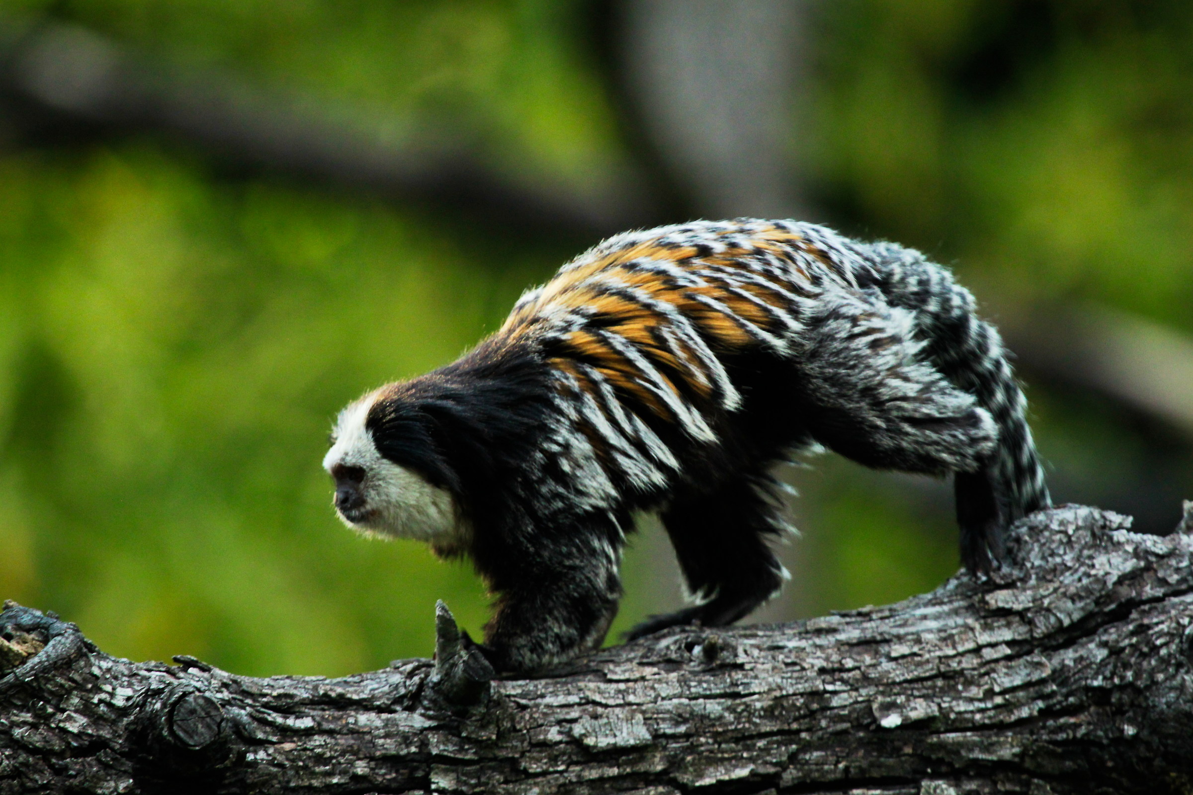 Uistitì dalla faccia bianca