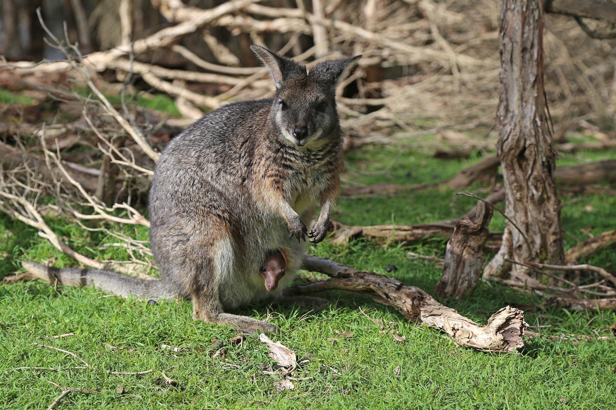 Guarda chi spunta....
