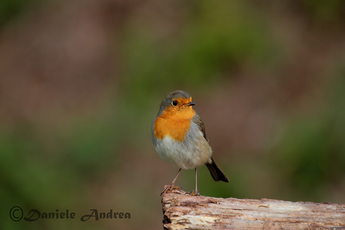 robin