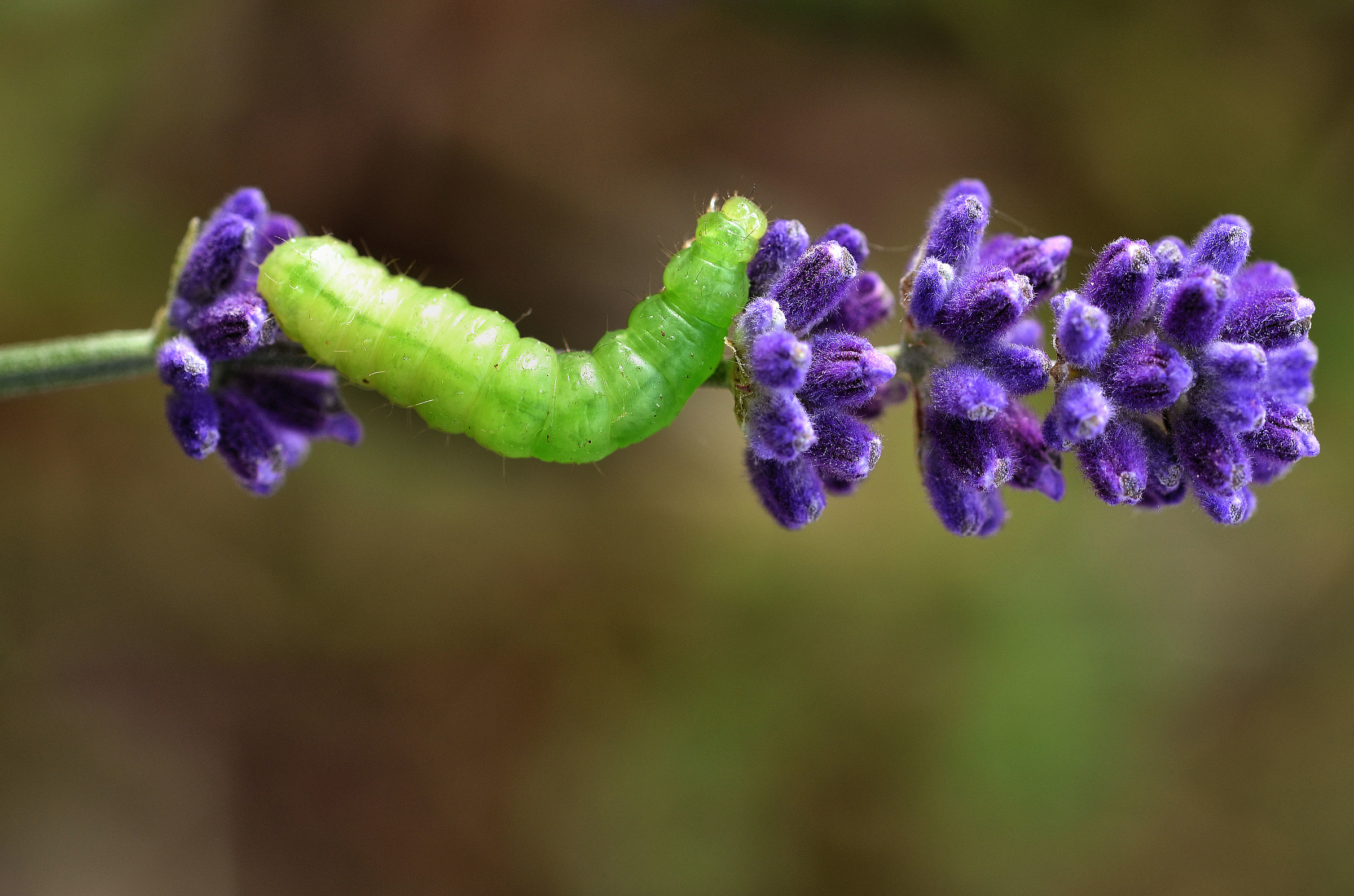 Bruco sulla lavanda
